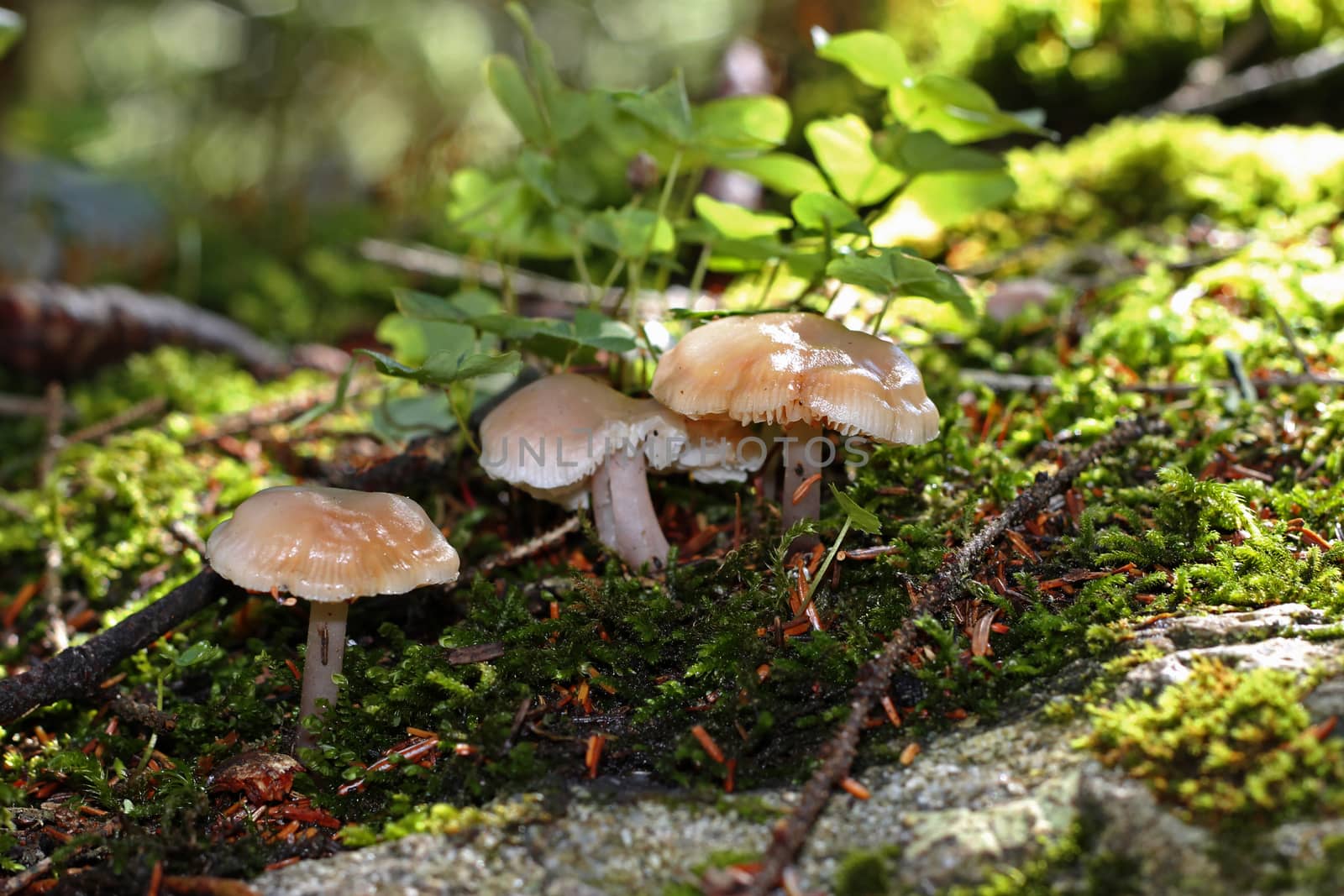 Brown mushrooms growing in the autumn forest
