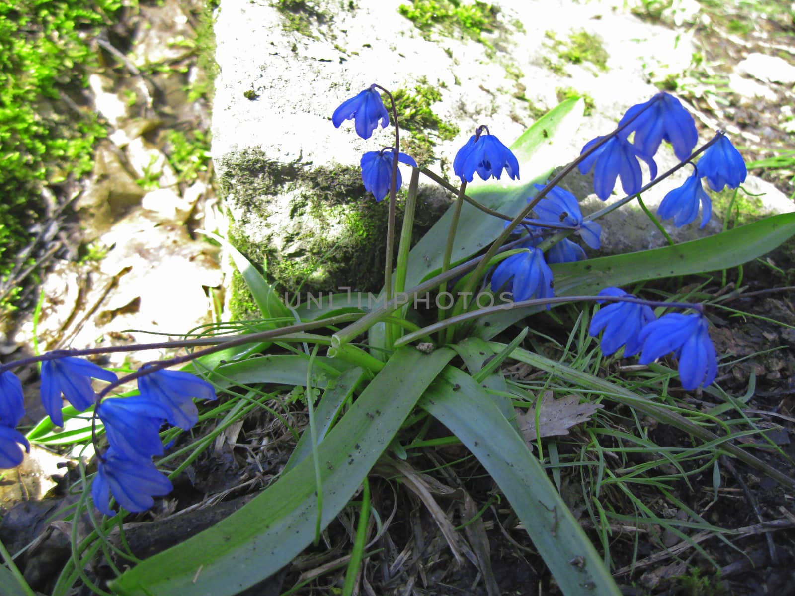 First Spring Flowers growing in the forest
