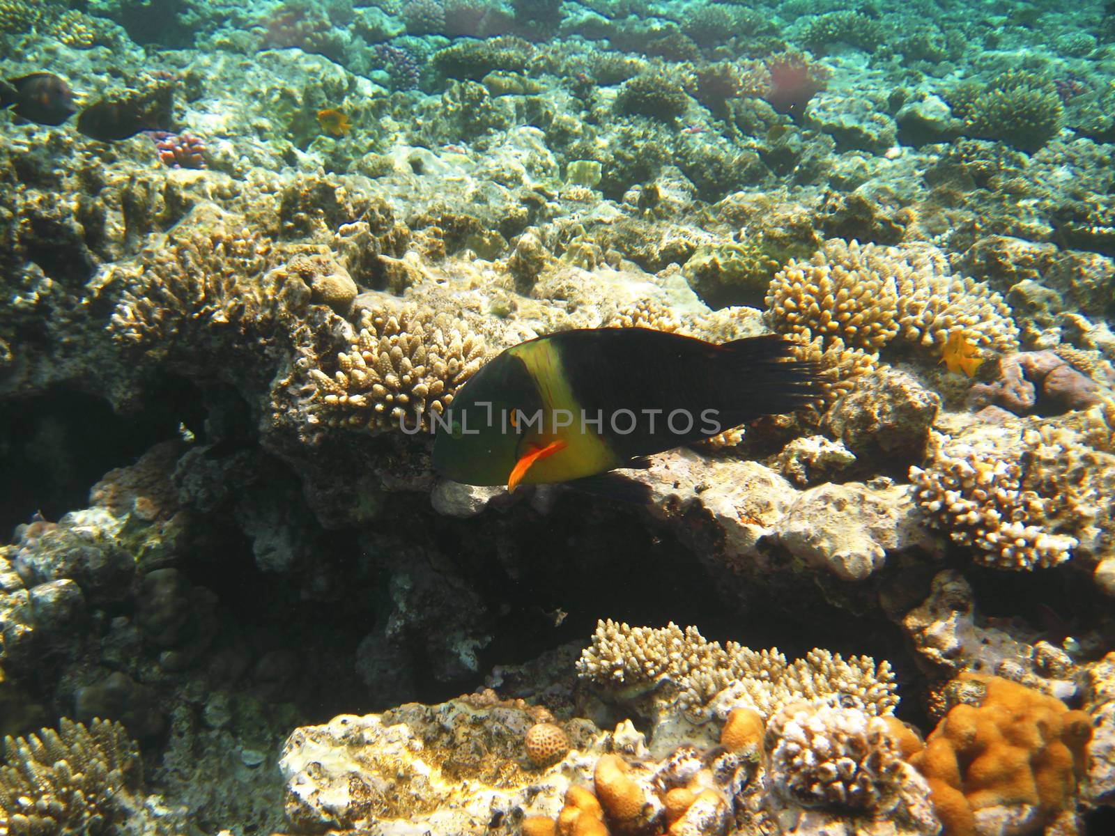 Tropical exotic fish in the Red sea. Cheilinus lunulatus