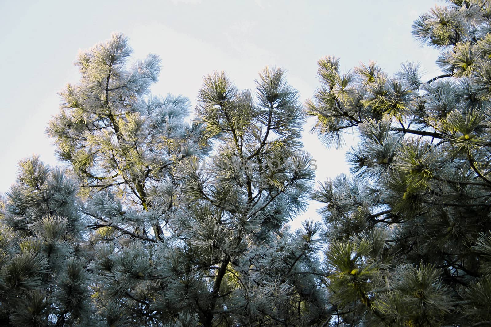 Snow laying on the green pins of Christmas tree