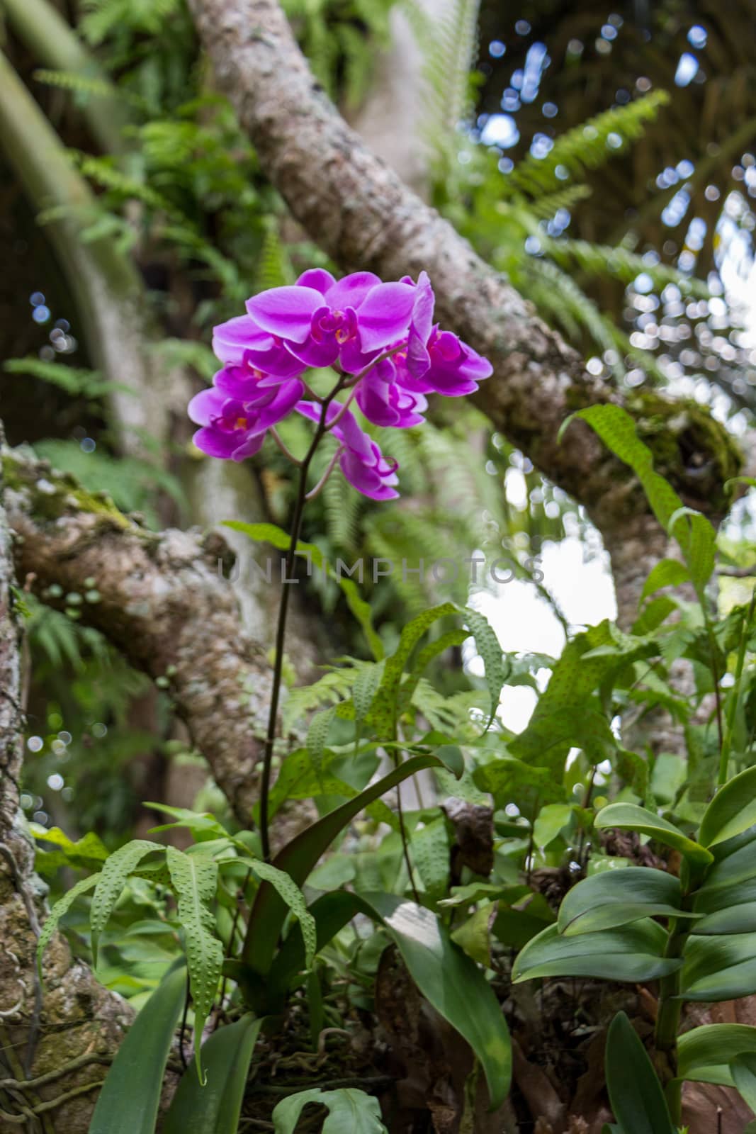 Spike of beautiful exotic purple Phalaenopsis orchids growing outdoors in a garden in Bali