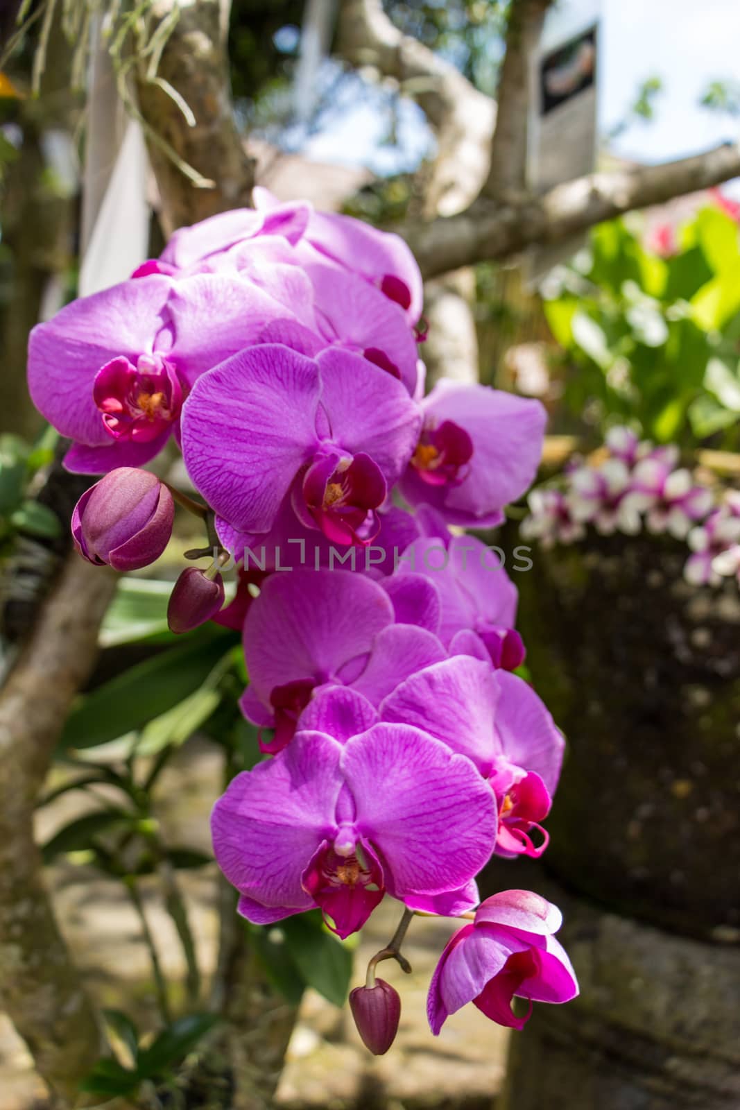 Spike of beautiful exotic purple Phalaenopsis orchids growing outdoors in a garden in Bali