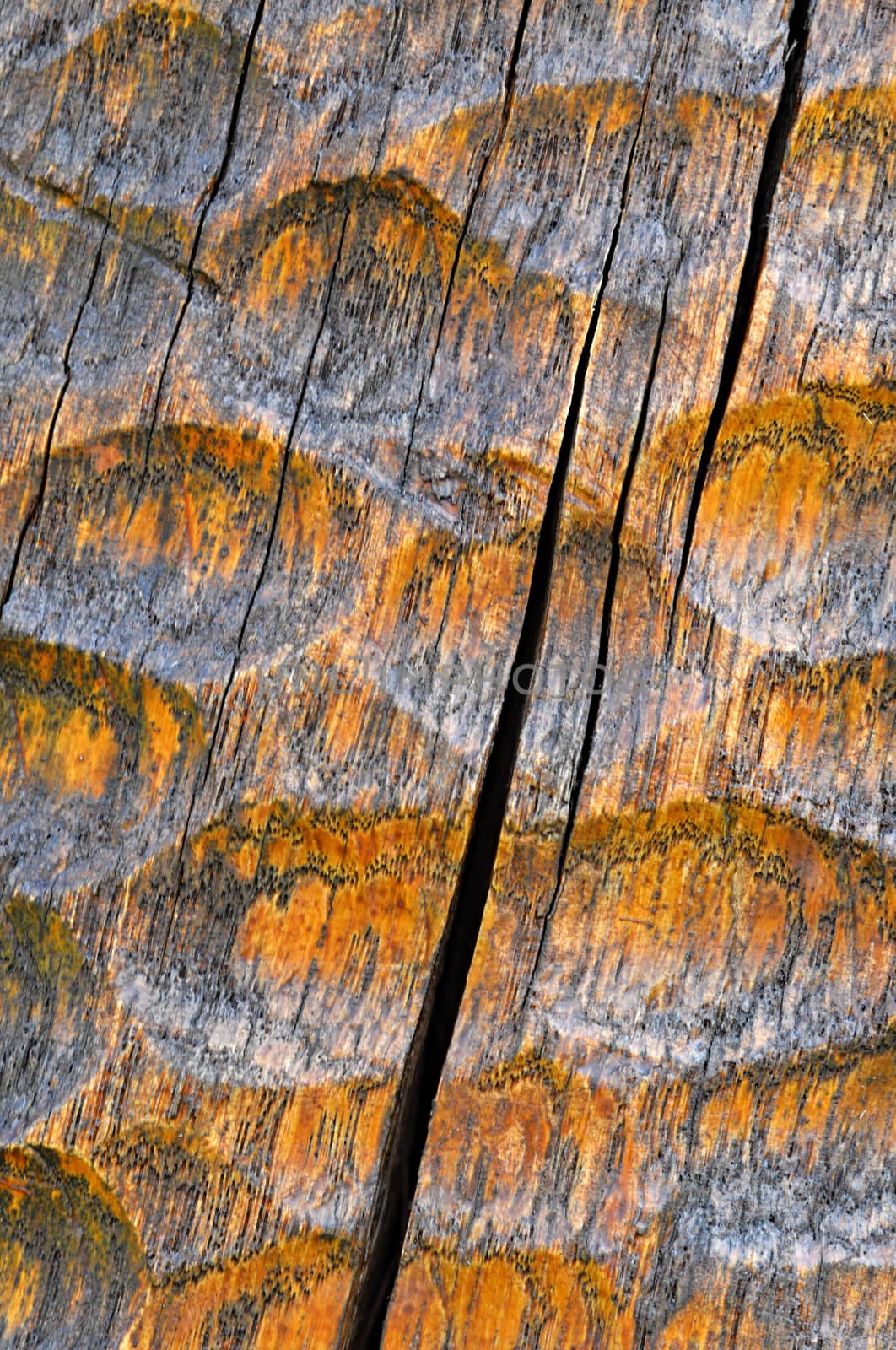 woodcarving detail by Ahojdoma