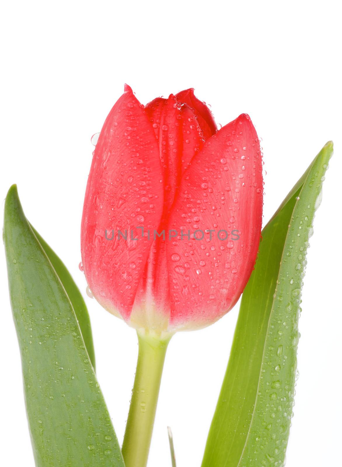 Beautiful Red Tulip with Leafs and Water Drops isolated on white background