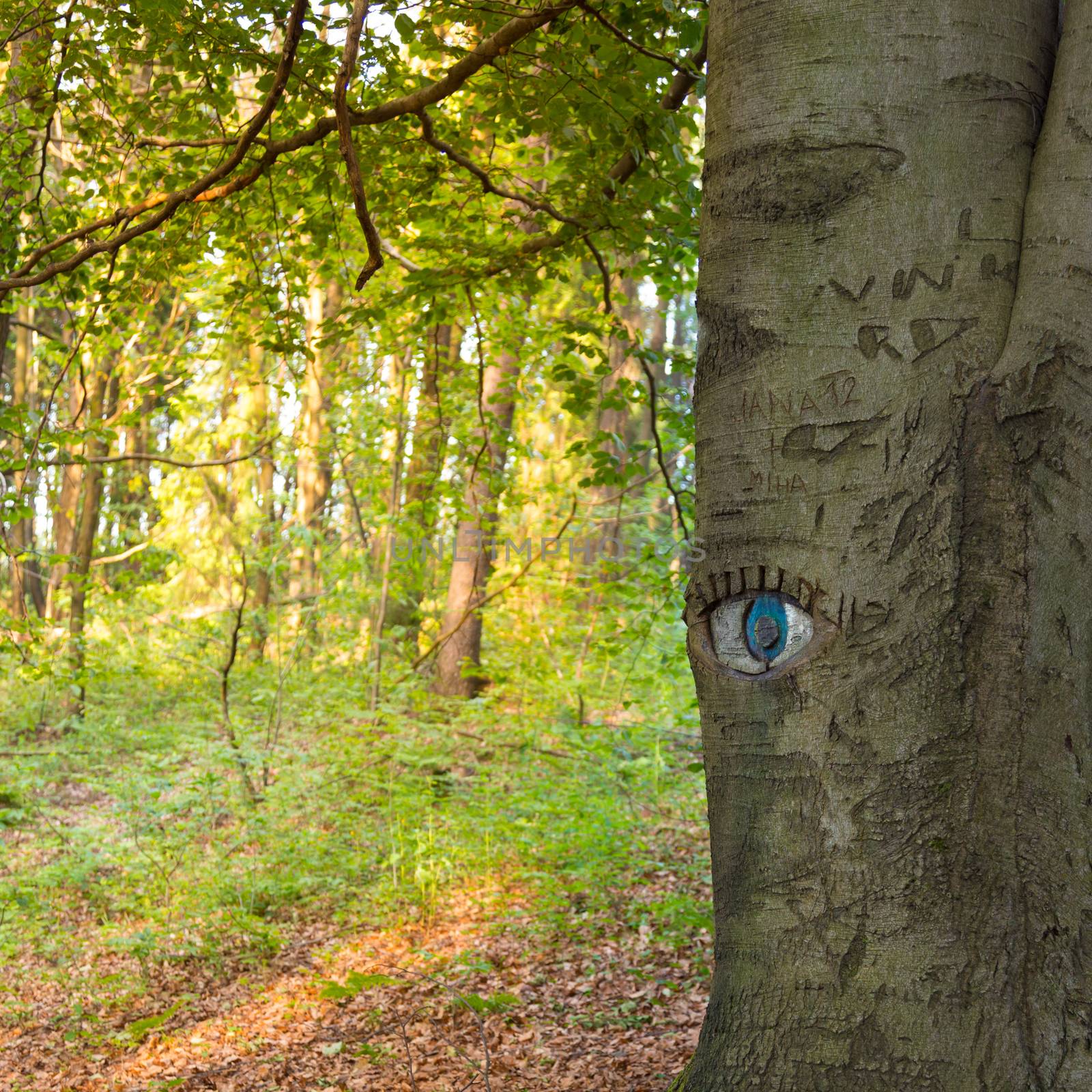 Eye carved in tree trunk in lush green forest.