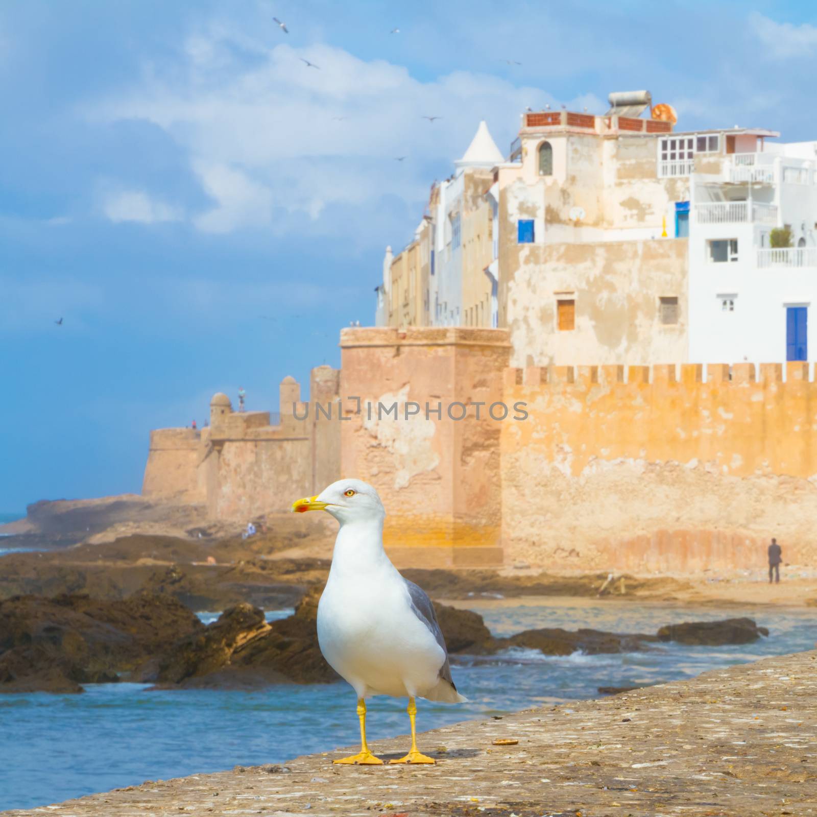 Seagull in Essaouira, city in the western Morocco. It has also been known by its Portuguese name of Mogador. Morocco, north Africa.