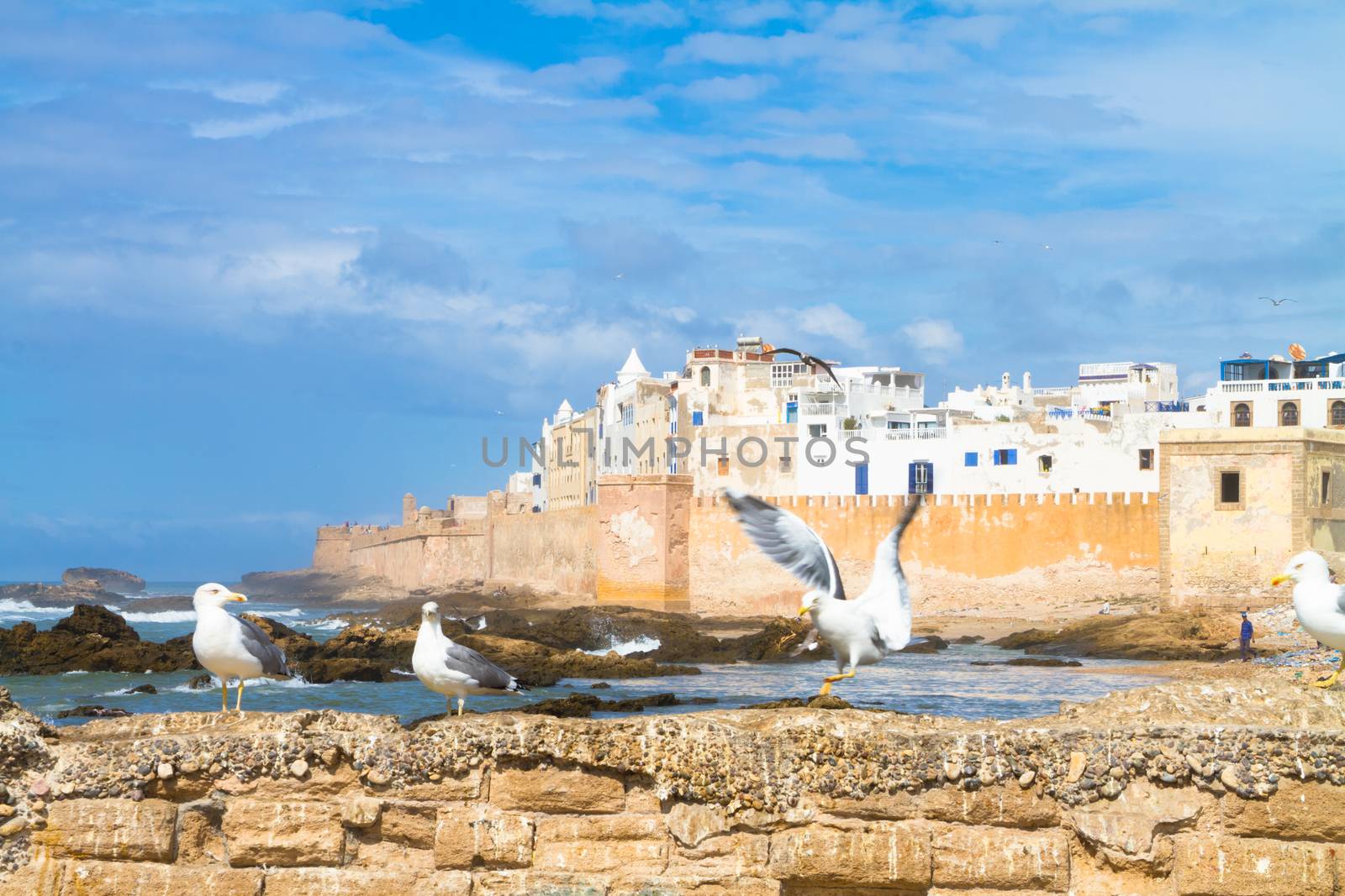 Seagull in Essaouira, city in the western Morocco. It has also been known by its Portuguese name of Mogador. Morocco, north Africa.