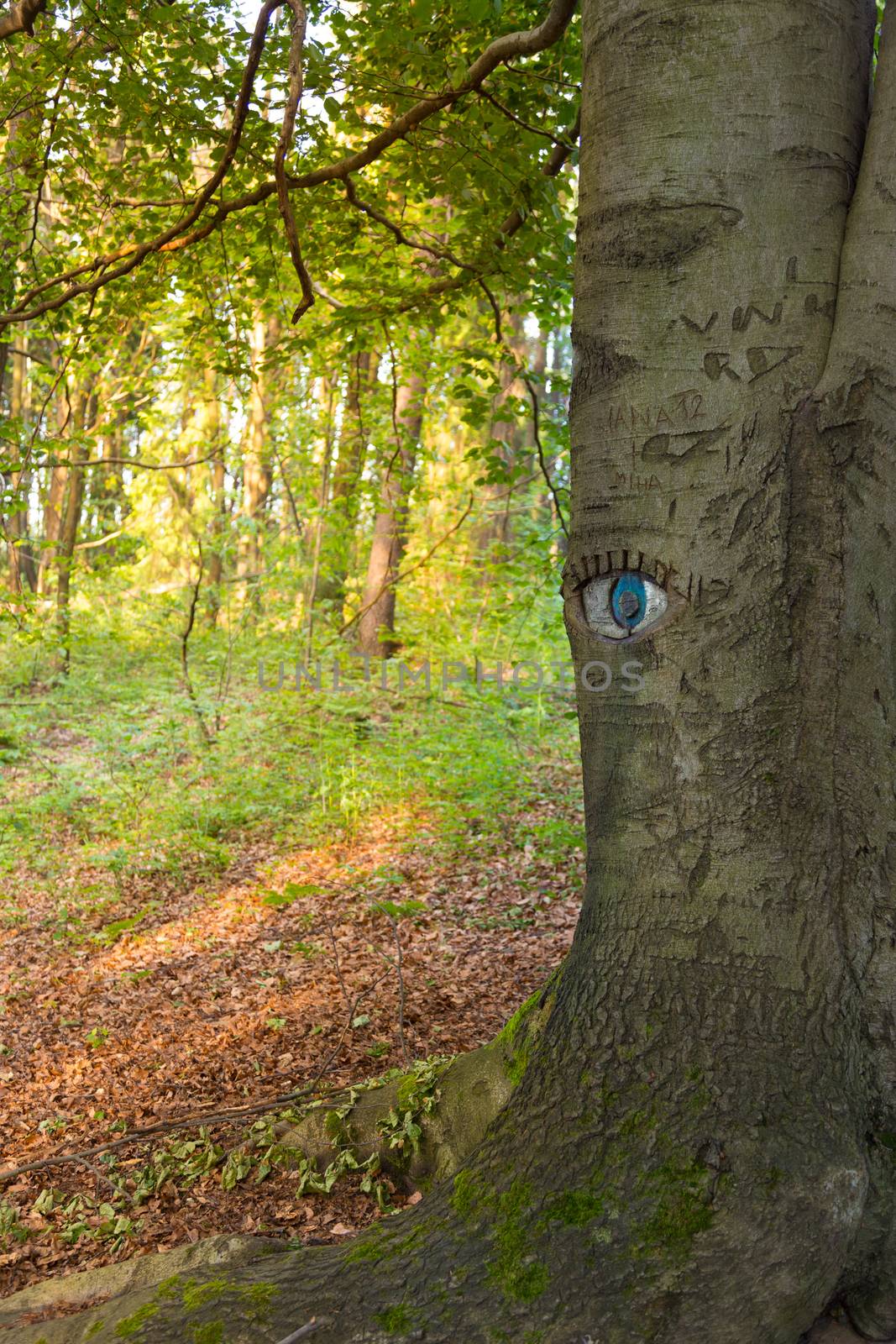 Eye carved in tree trunk in lush green forest.