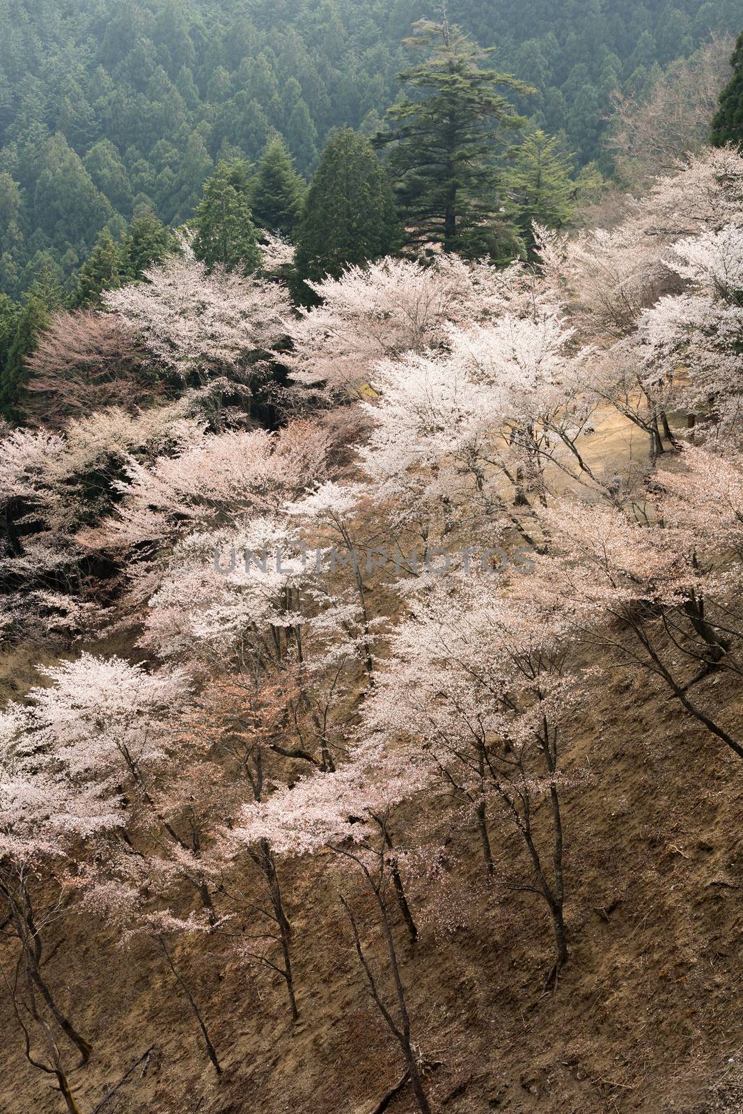 Cherry blossom scenery with beautiful sakura at Oku-Senbon of Yoshino, Nara, Japan, Asia.