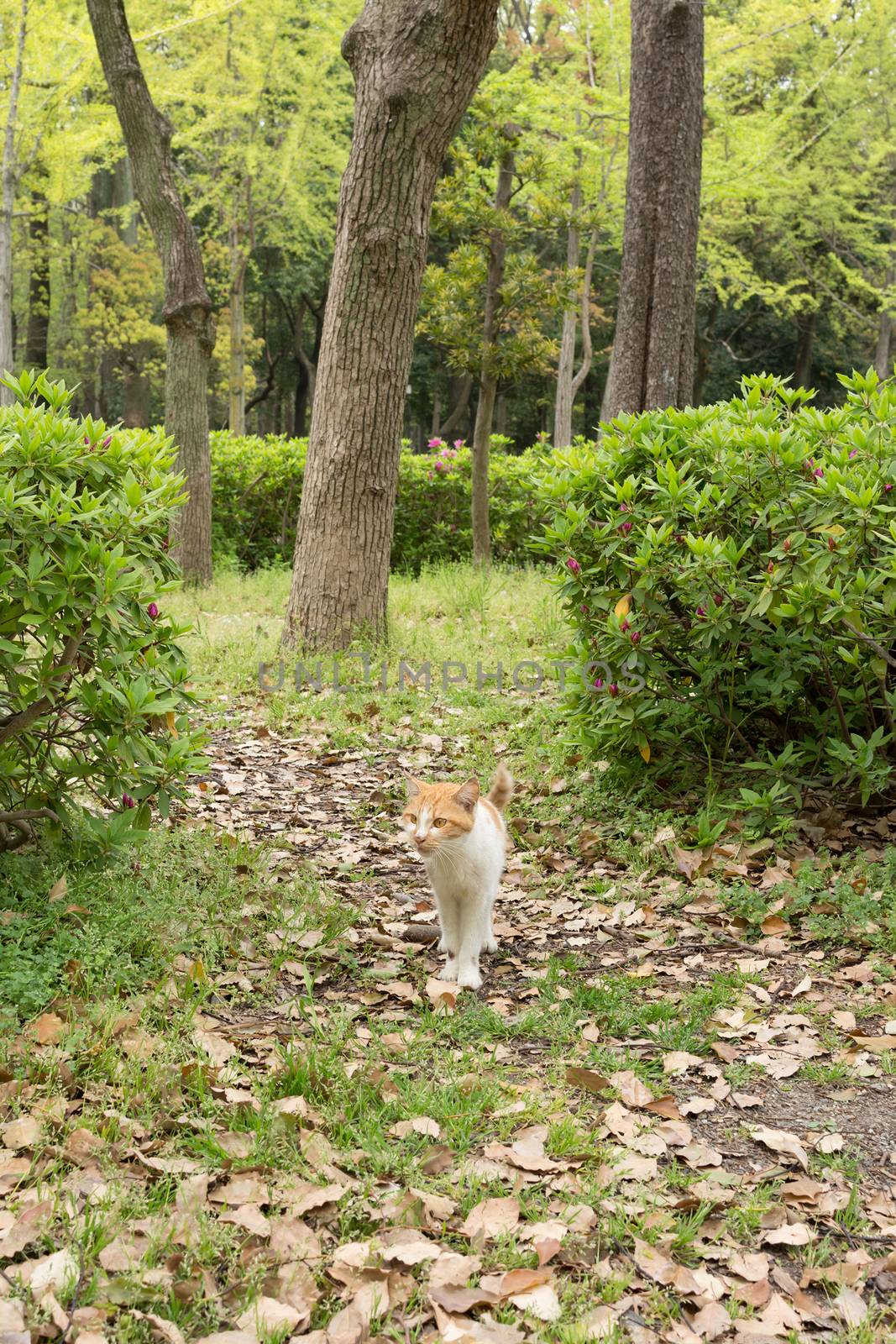 Wild cat at park in Osaka, Japan.