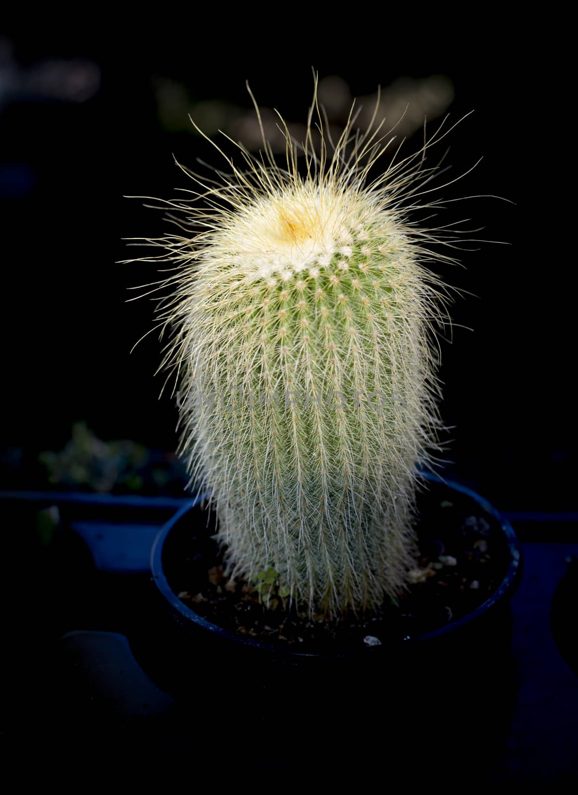 Cactus in light and dark pot.
