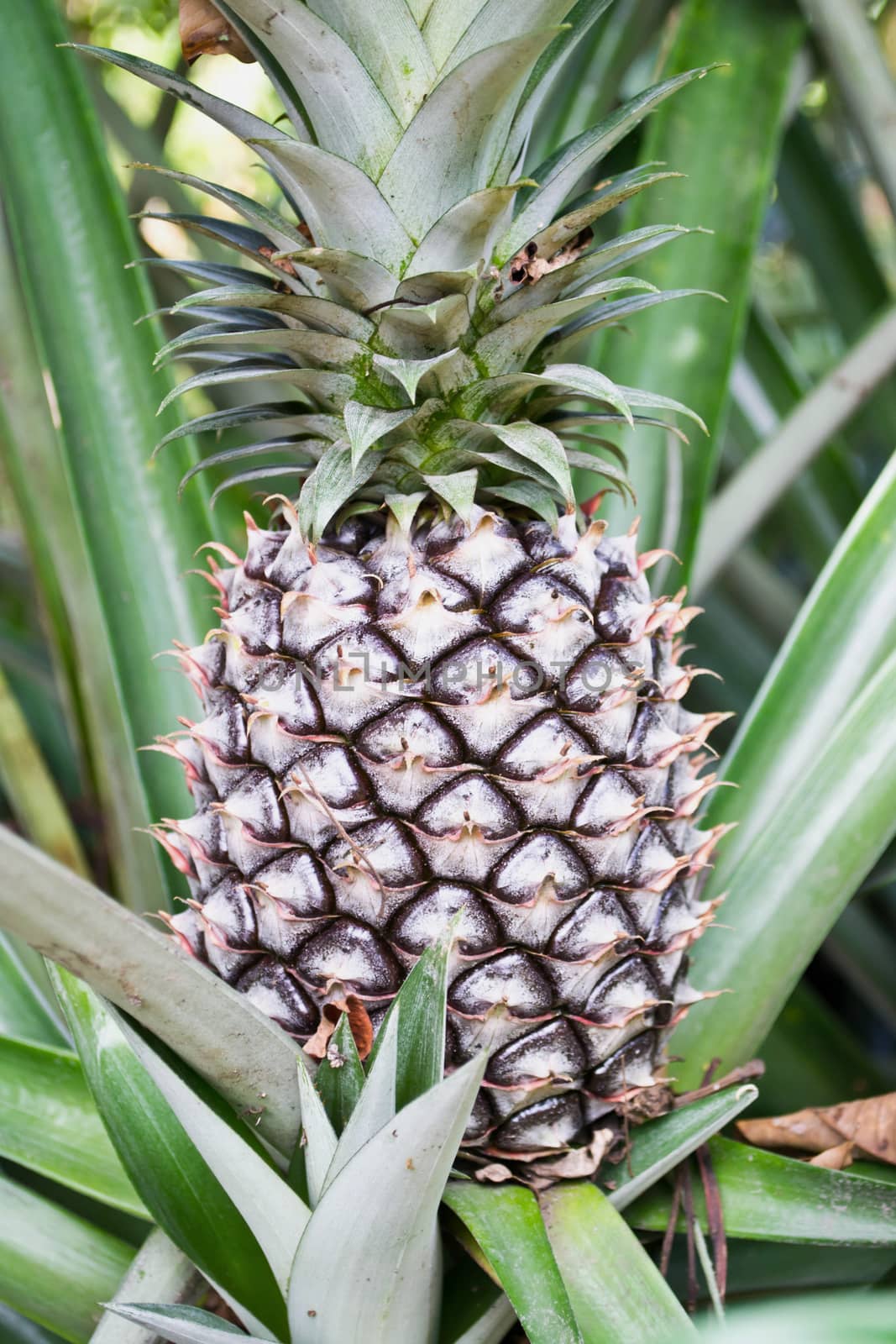 Pineapple fruit growing in a farm  by Thanamat