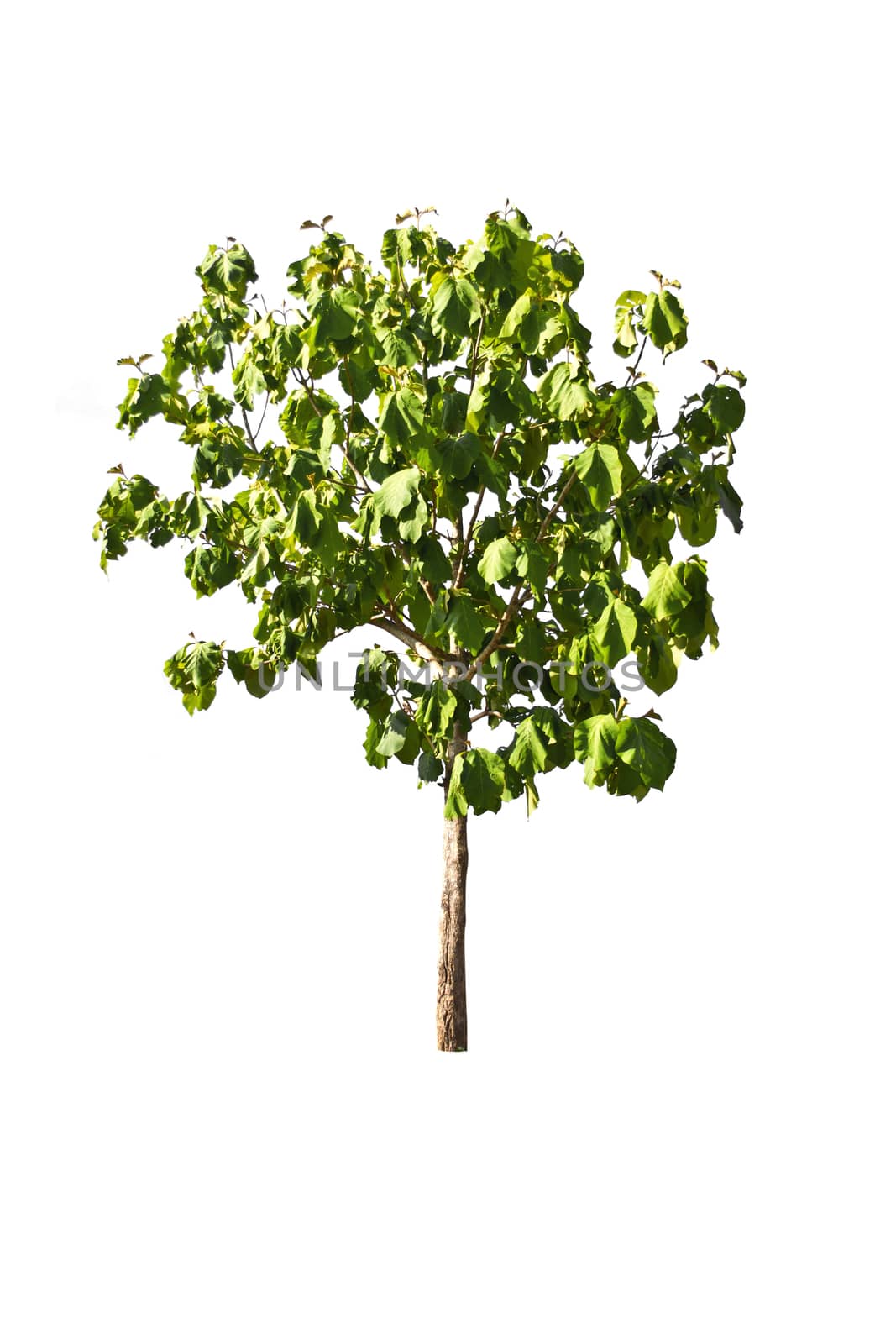 tree on a white background