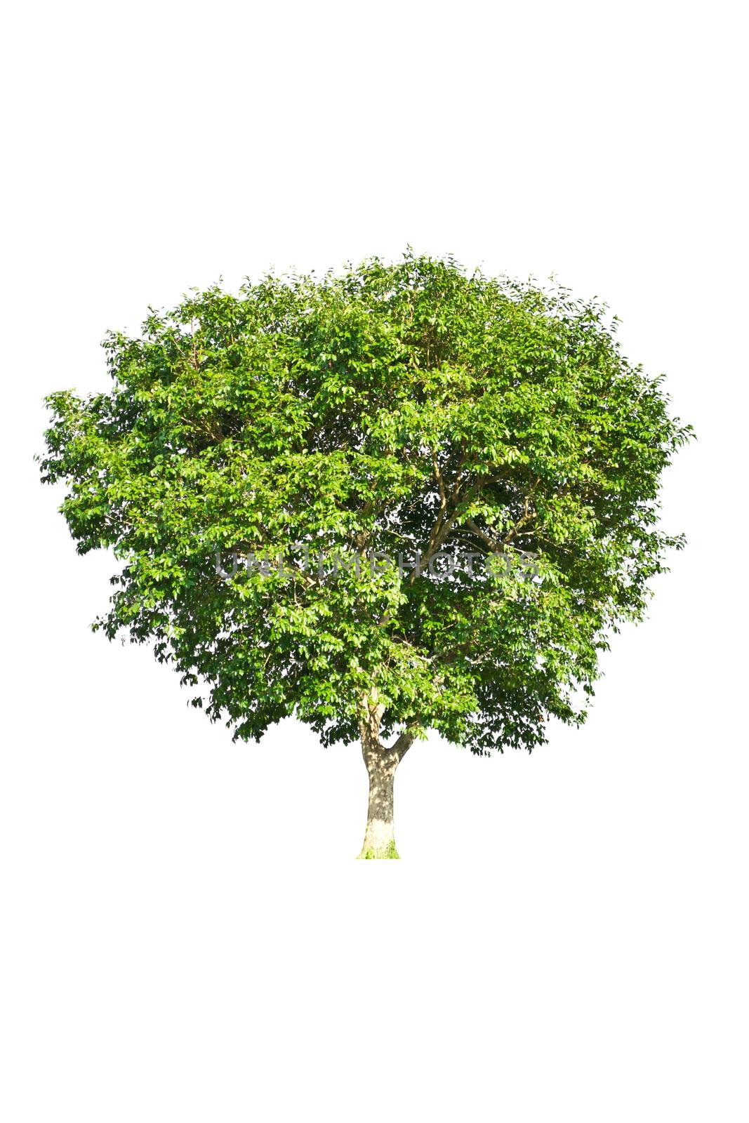 tree on a white background