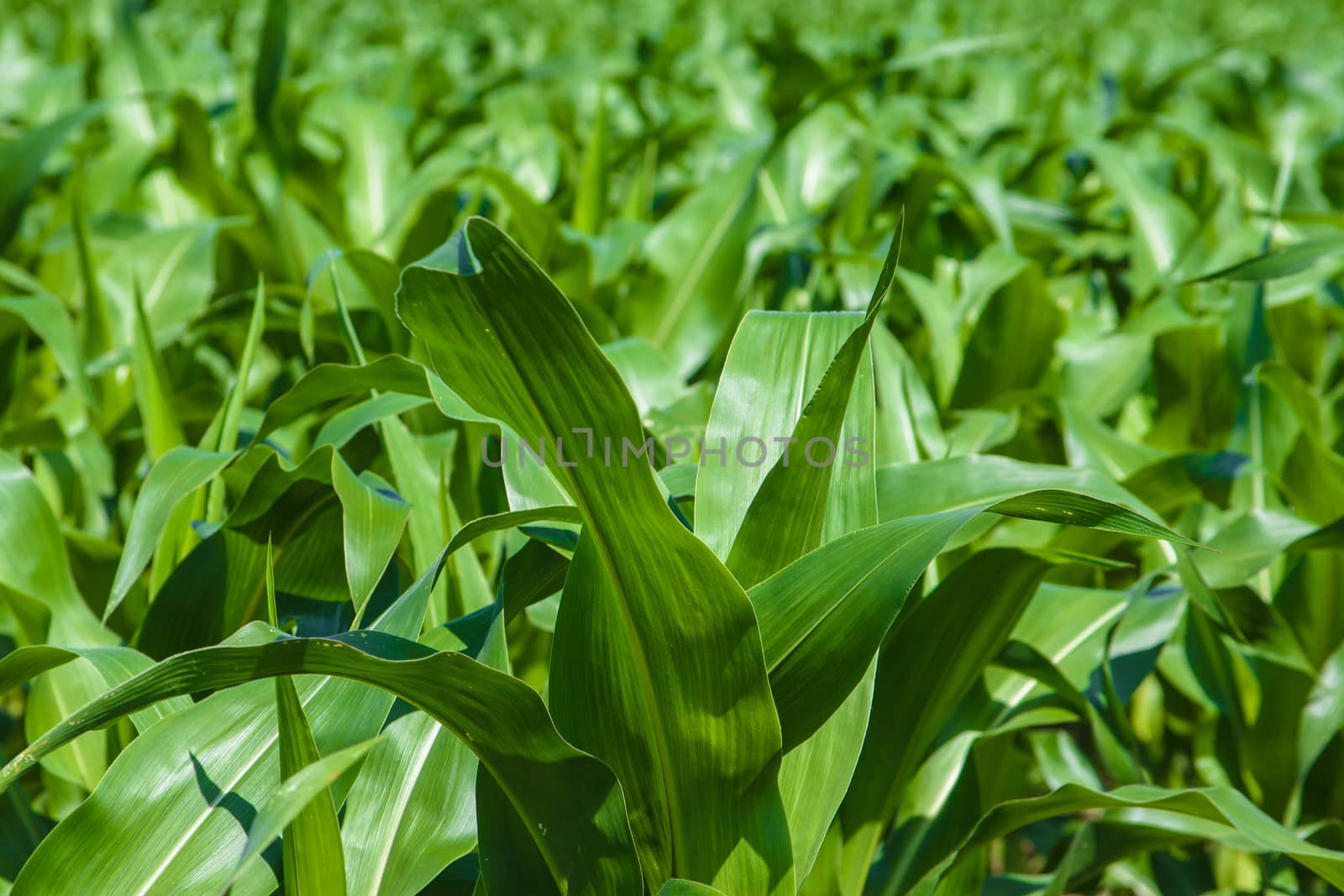 Green cornfield under the sun