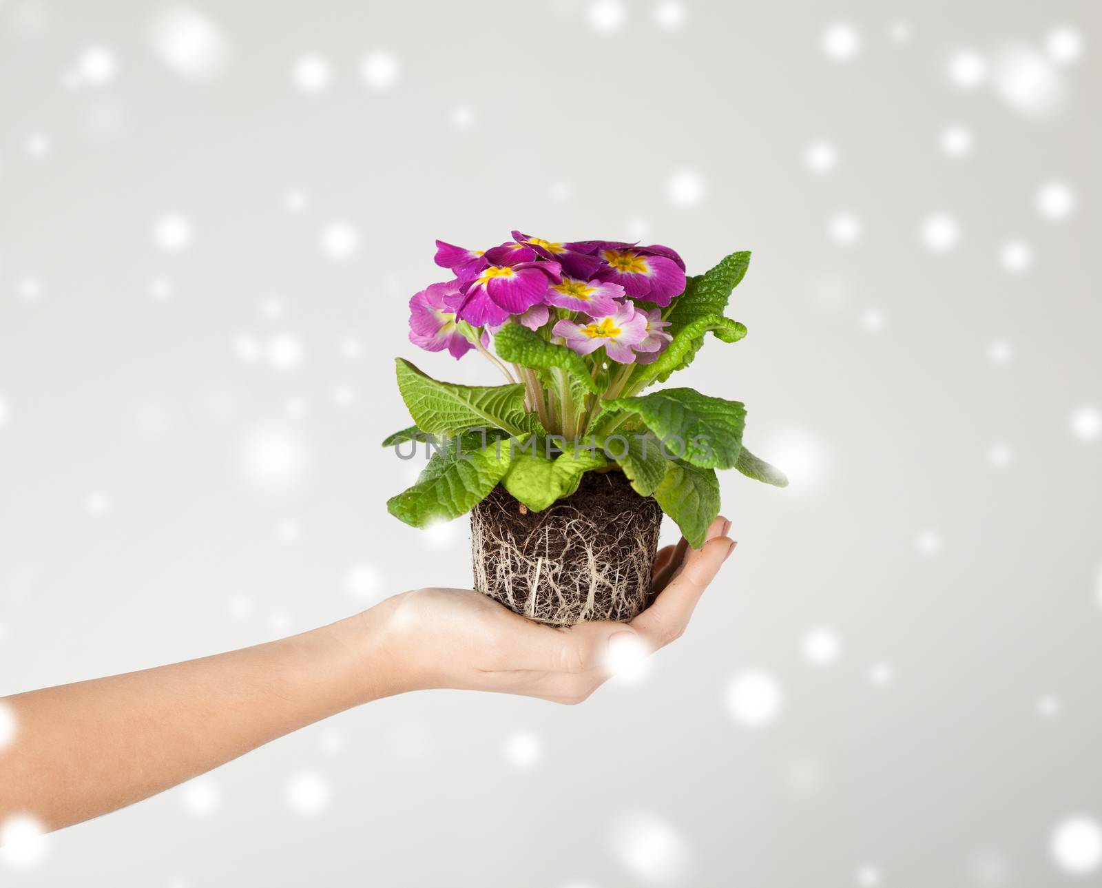 close up of woman's hands holding flower in soil