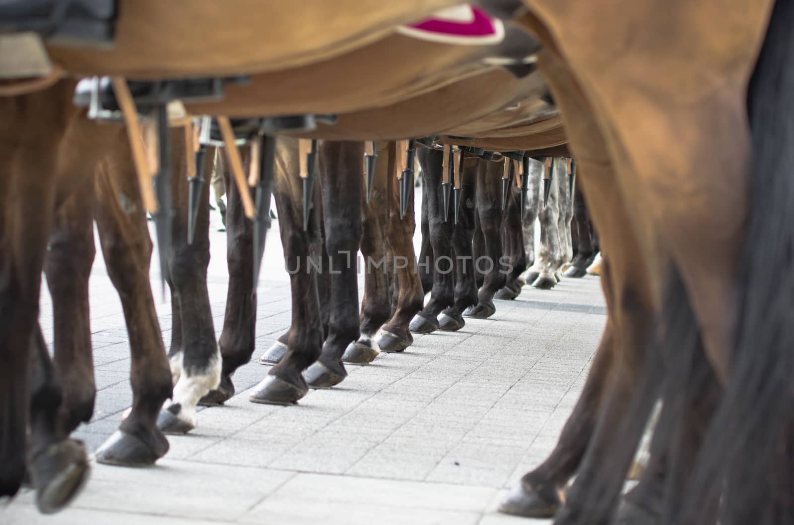 Warsaw, Poland – May 12, 2014: Danish Crown Prince Couple on state visit to Poland. Detail of a row of the horse detachment.