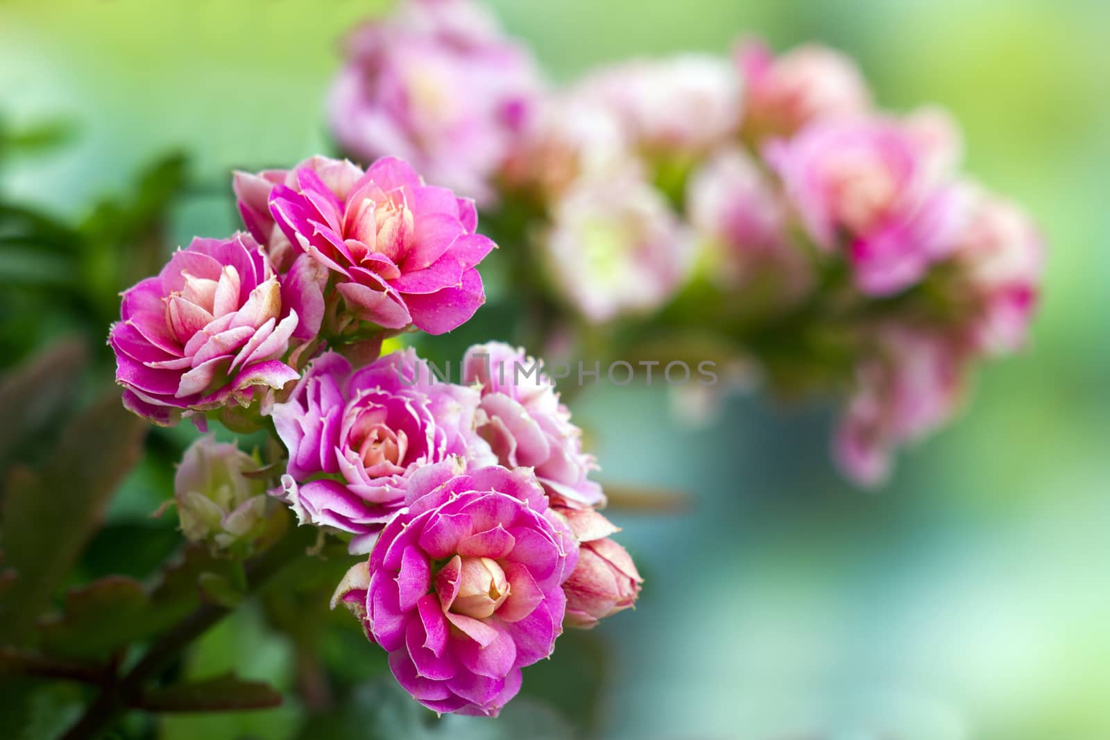 Kalanchoe flower