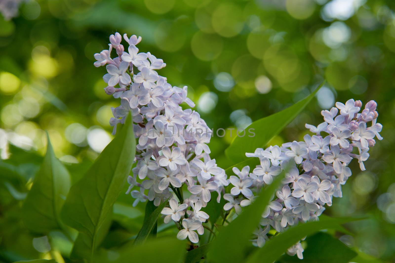 Branch of lilac flowers with the leaves