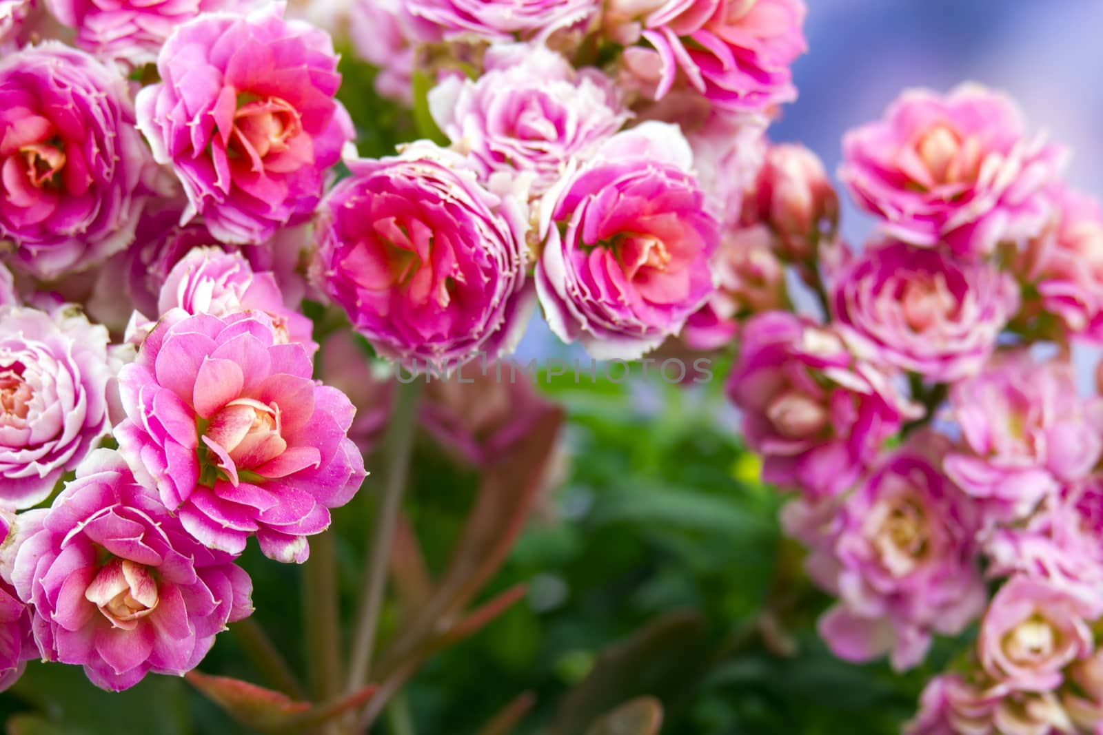 Kalanchoe flower
