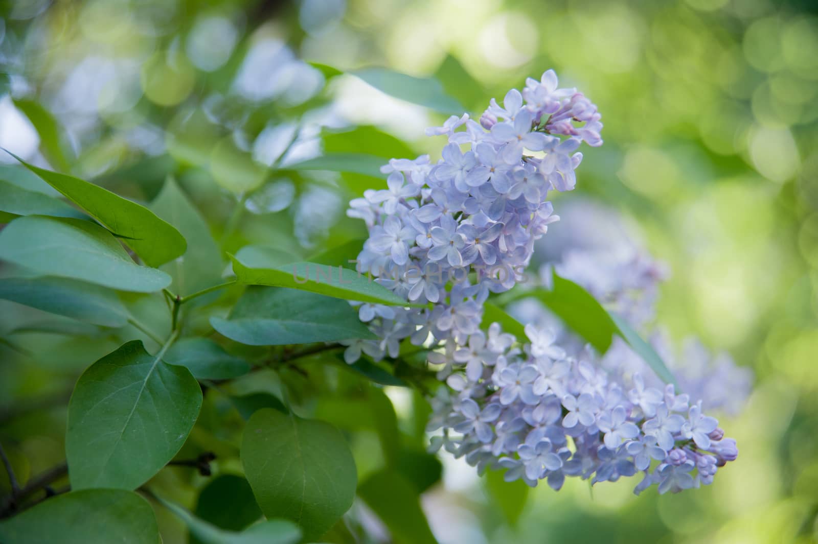 Branch of lilac flowers with the leaves