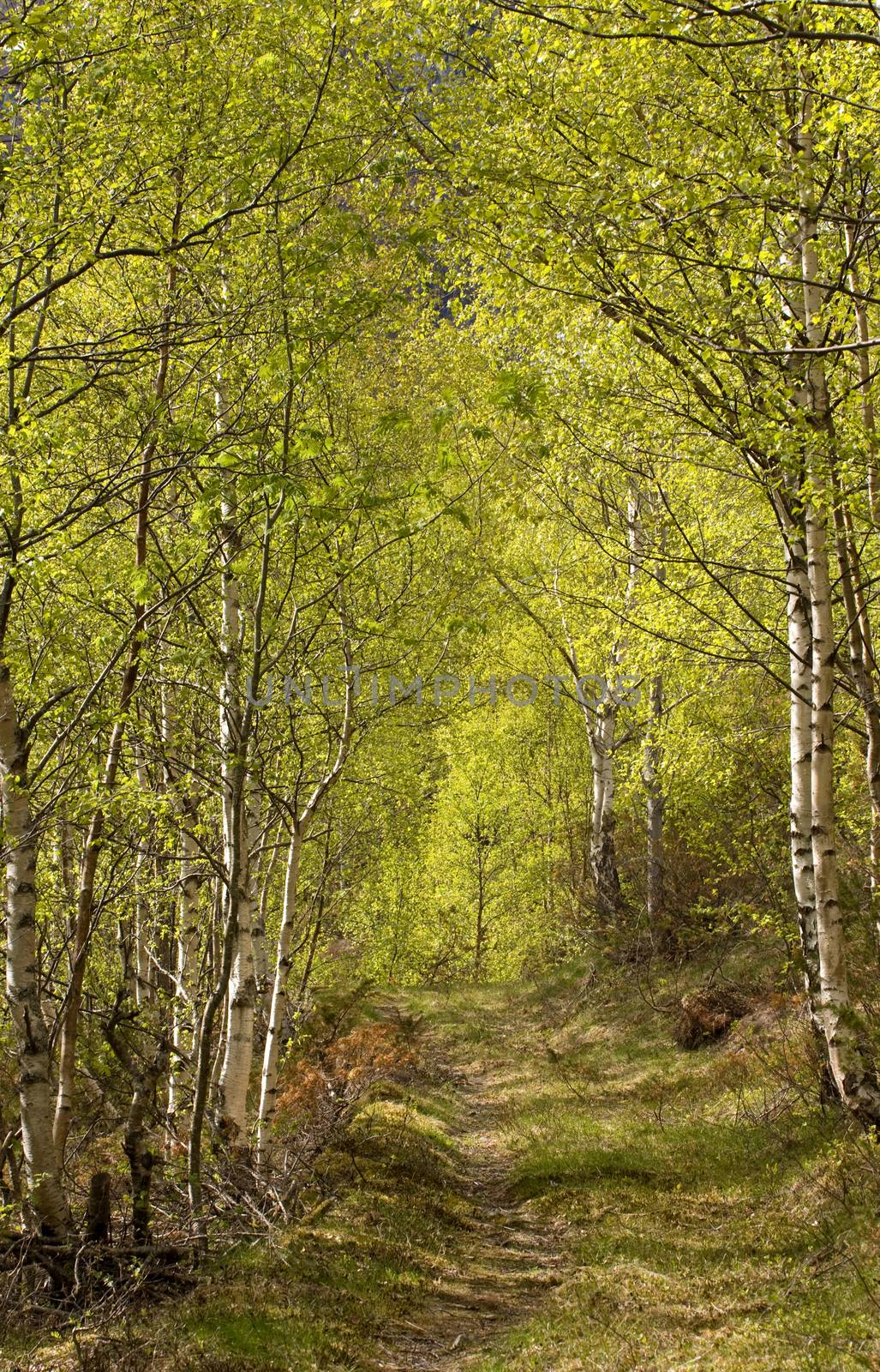 Forest path between green birch trees on a sunny day