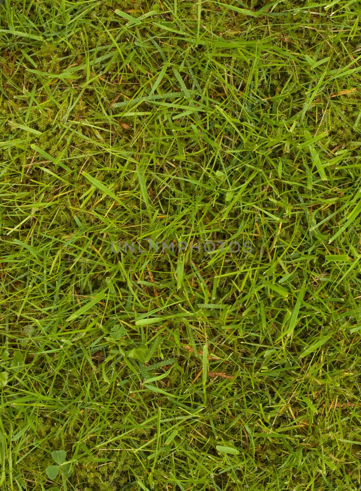 Lawn with grass and moss by kavring