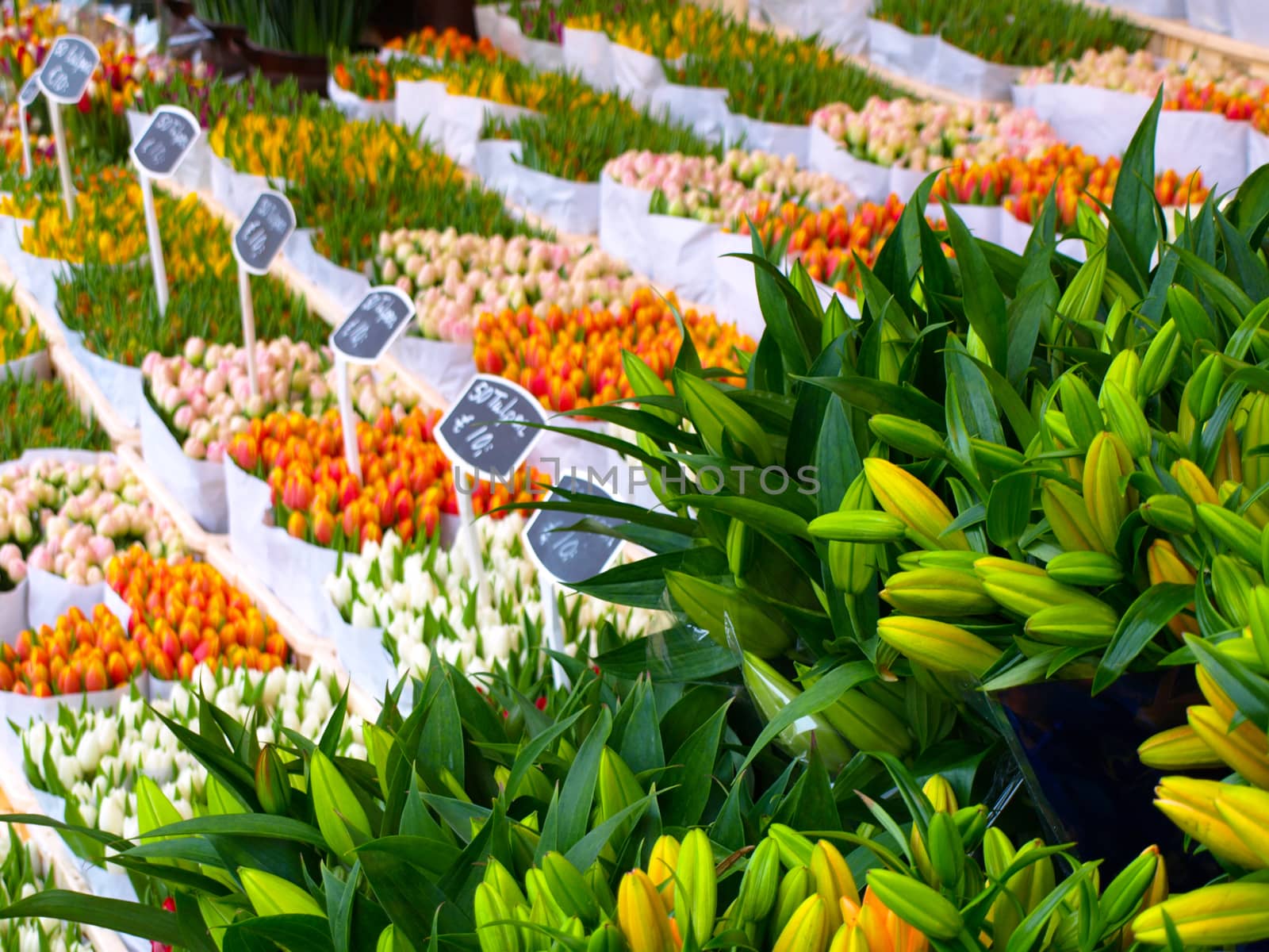 Traditional spring tulip market in Amsterdam (Netherlands) 