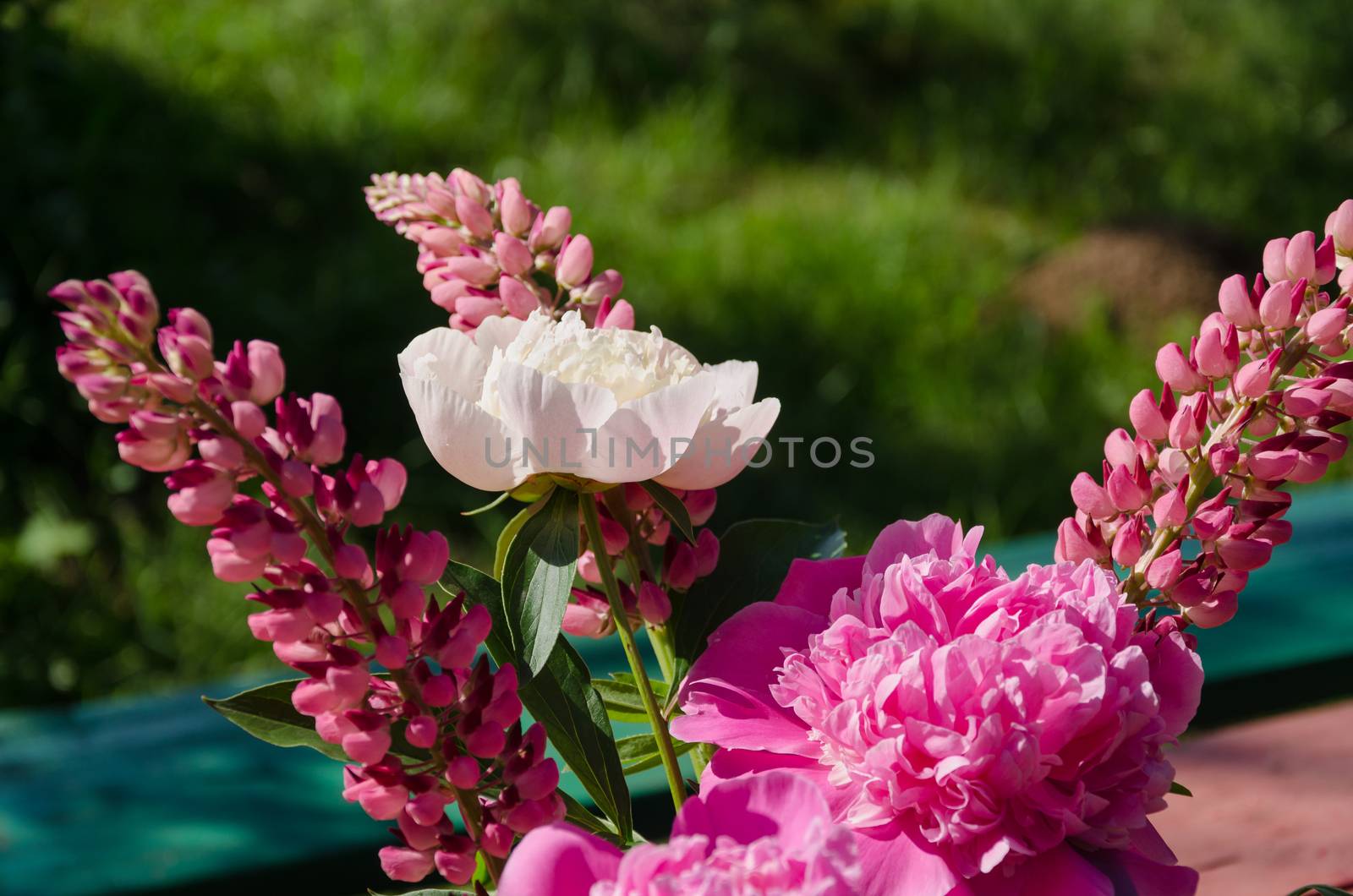 peony and lupine bouquet on green grass background by sauletas