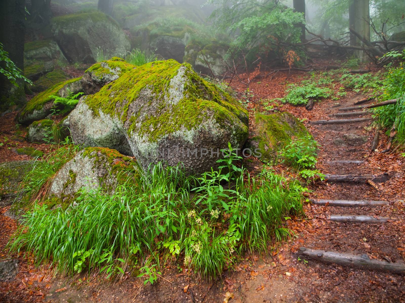 Misty fairytale forest with stone, moss and path