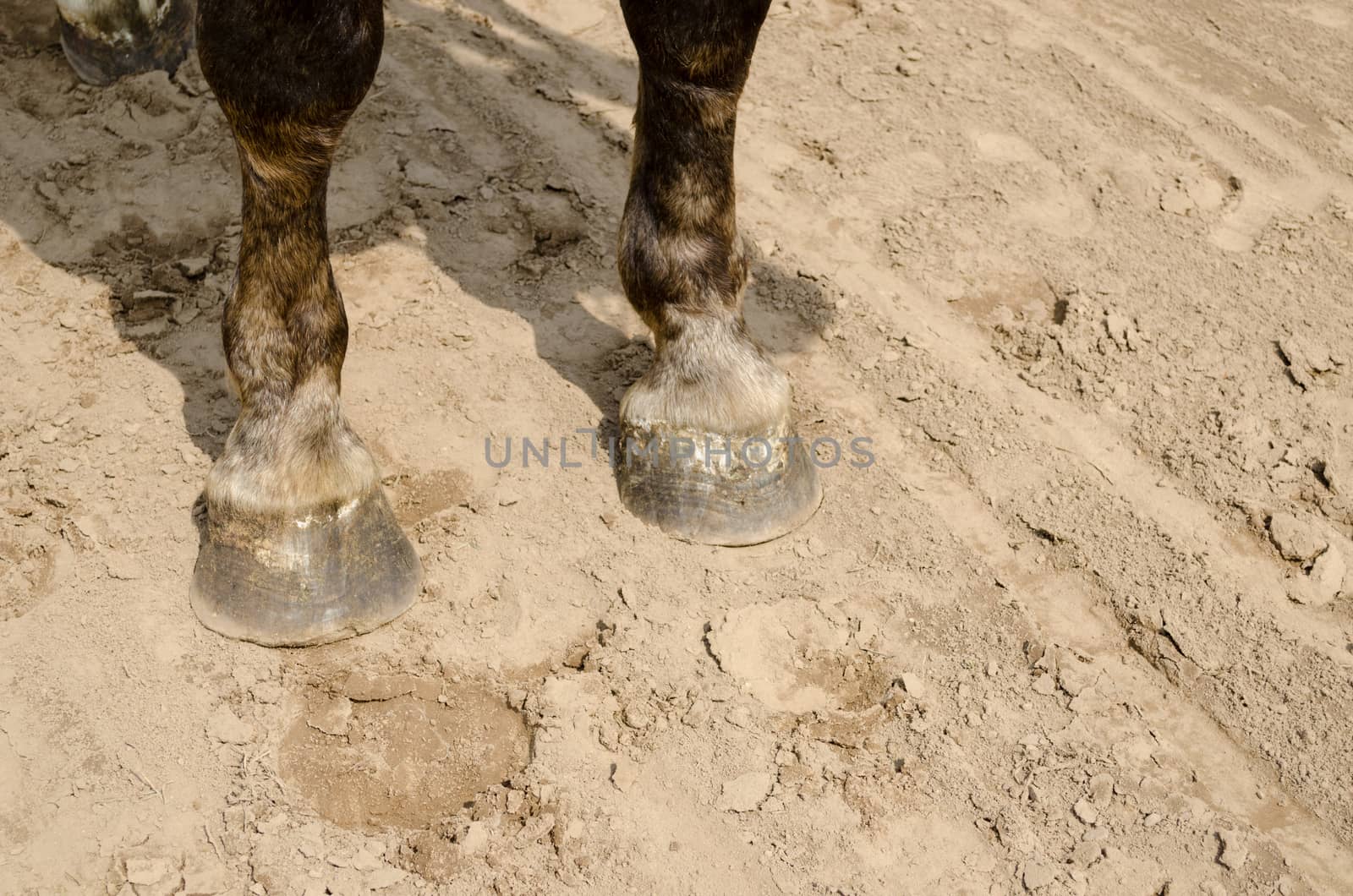 close up of horse hooves on the sand