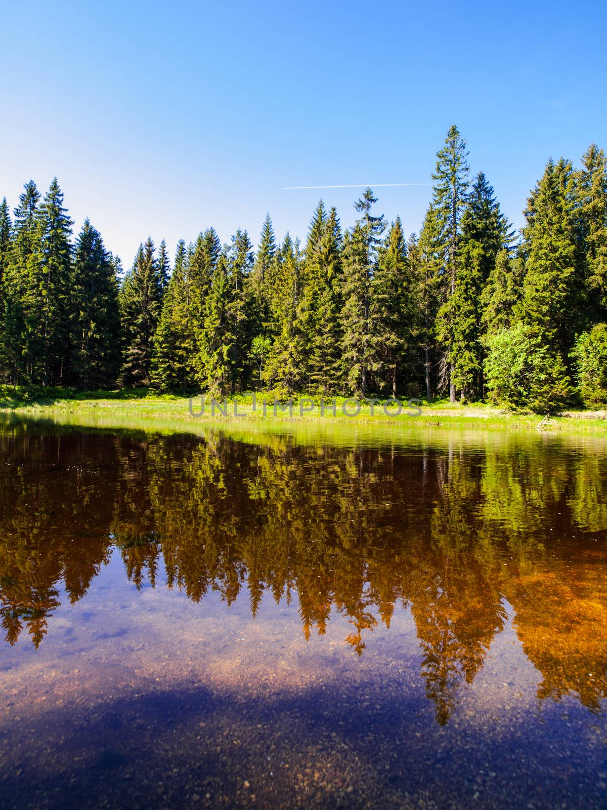 Forest pond with mirroring reflected trees (Blatny Pond, Jizera Mountains, Czech Republic)