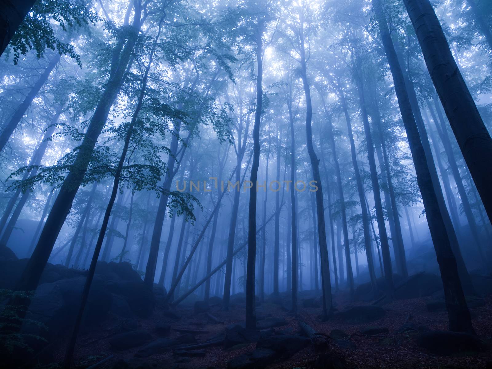 Mystic forest by pyty