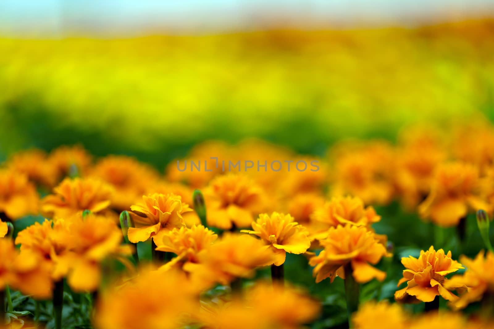Orange marigold flower plants macro closeup with a shallow depth of field.