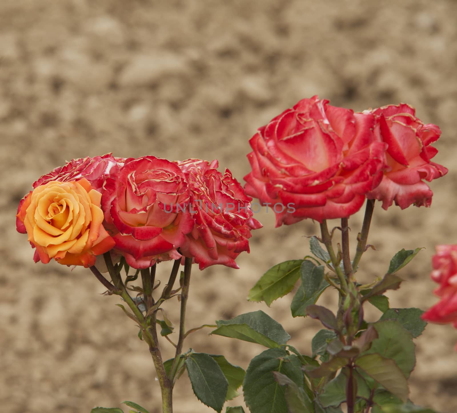 Red and yellow roses from a bunch