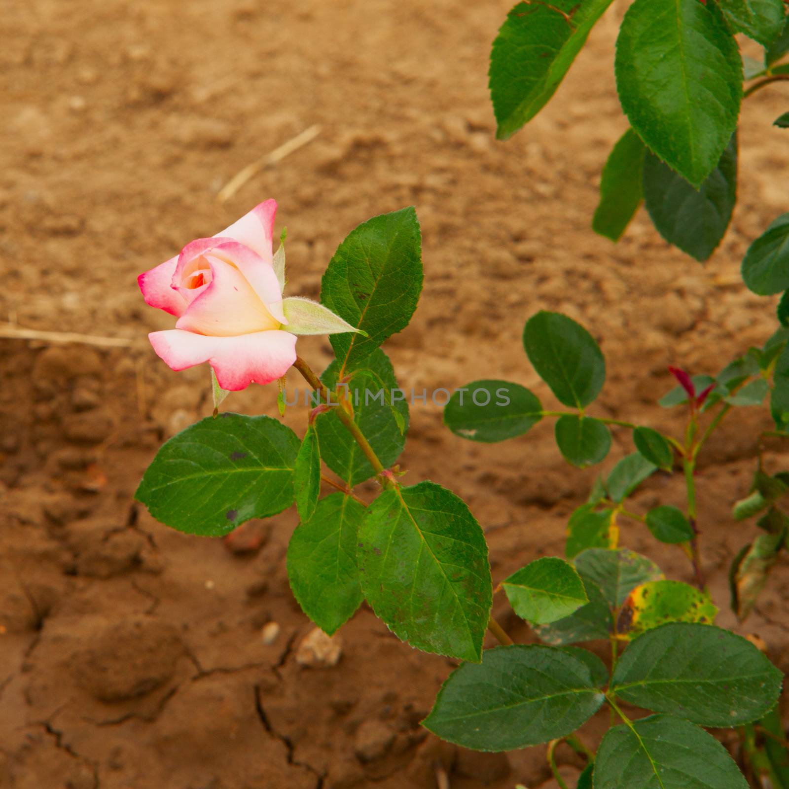 Pink rose coming out of a field