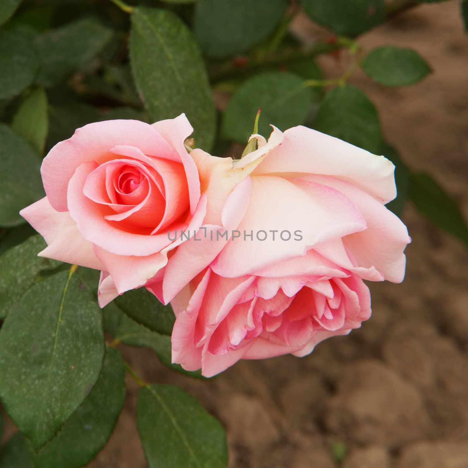 Pink roses bunch coming up from the dirt