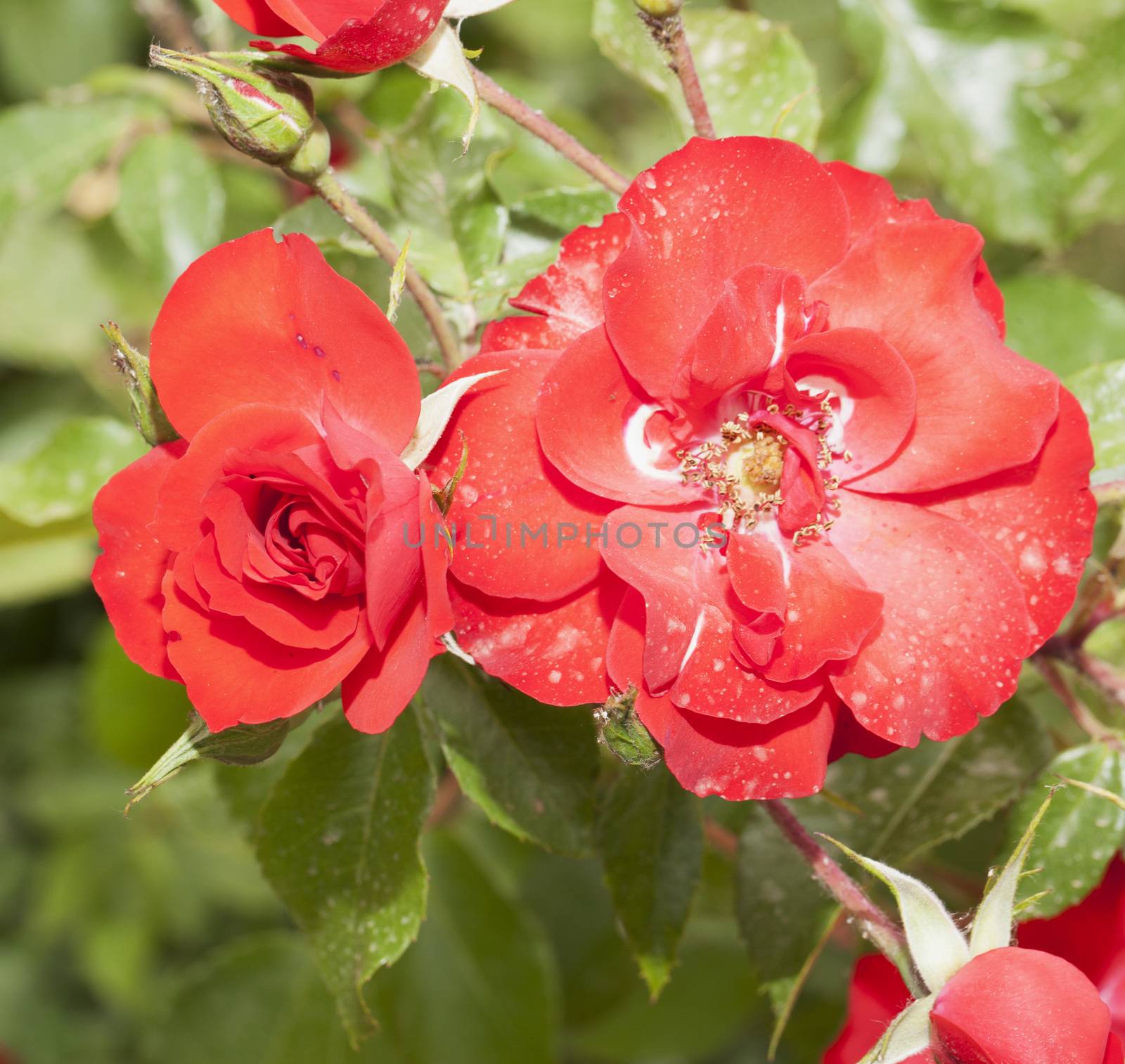 Red roses with green branches on the background