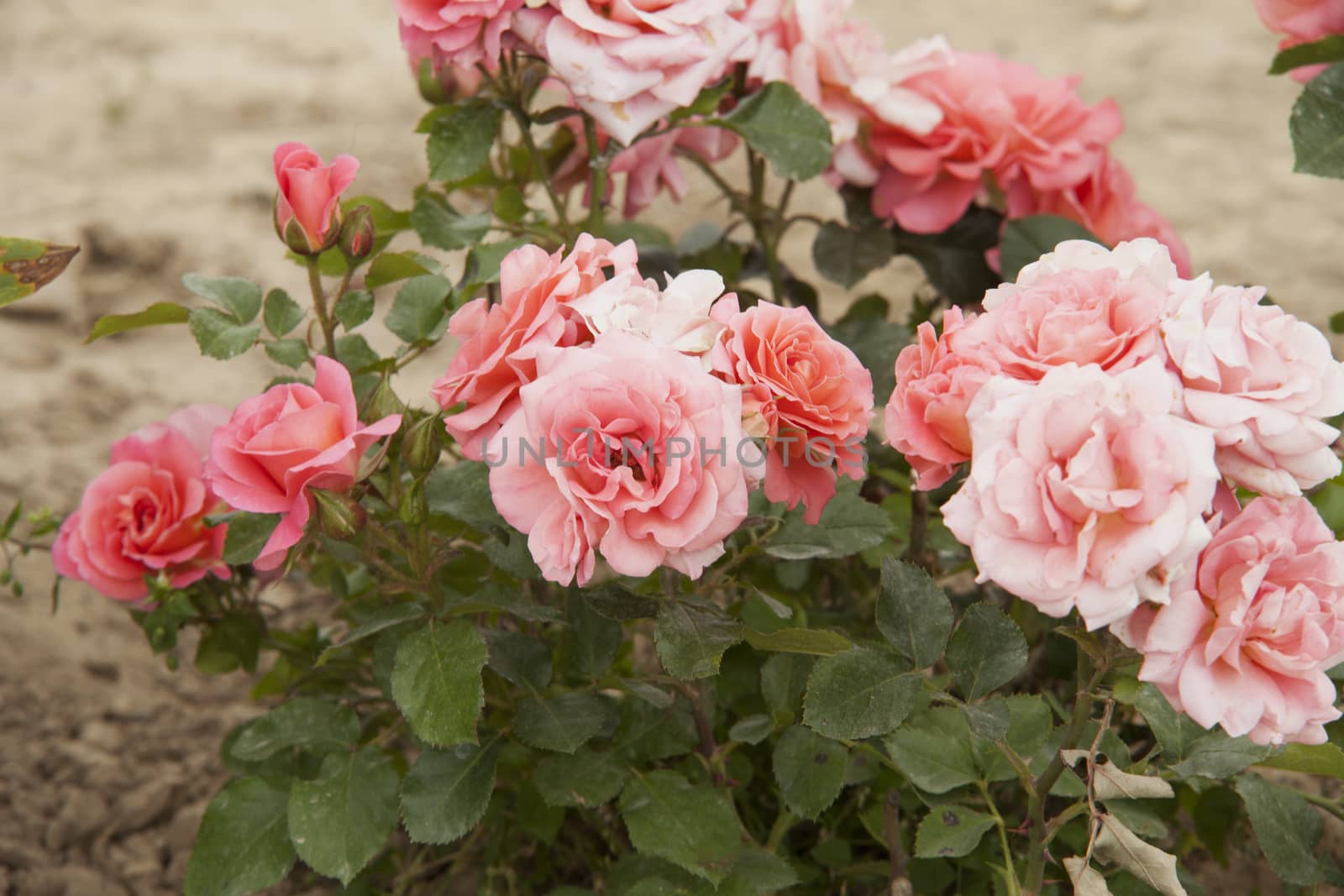 Pink roses bunch coming up from the dirt