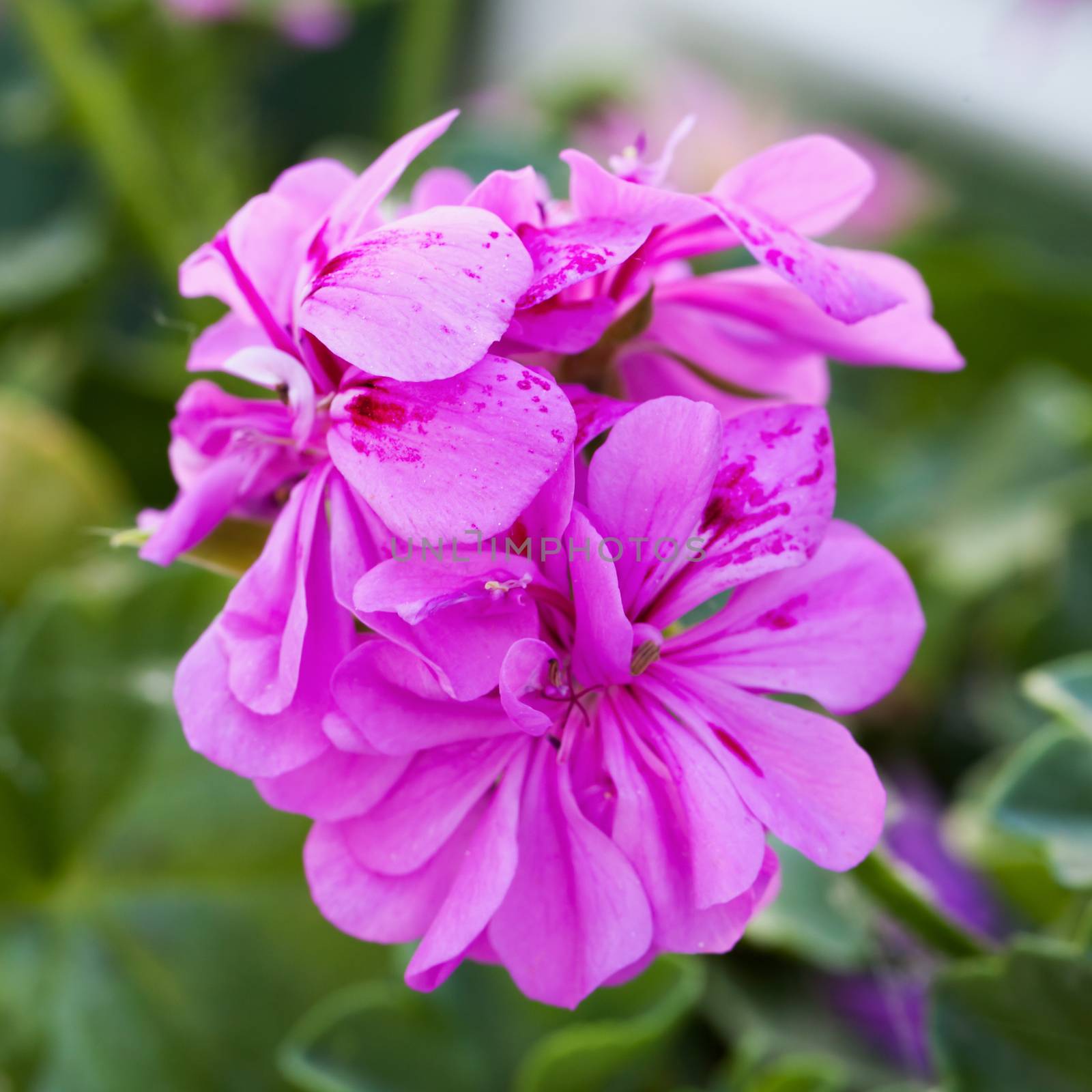 Pink geranium over green background, shallow depth of field