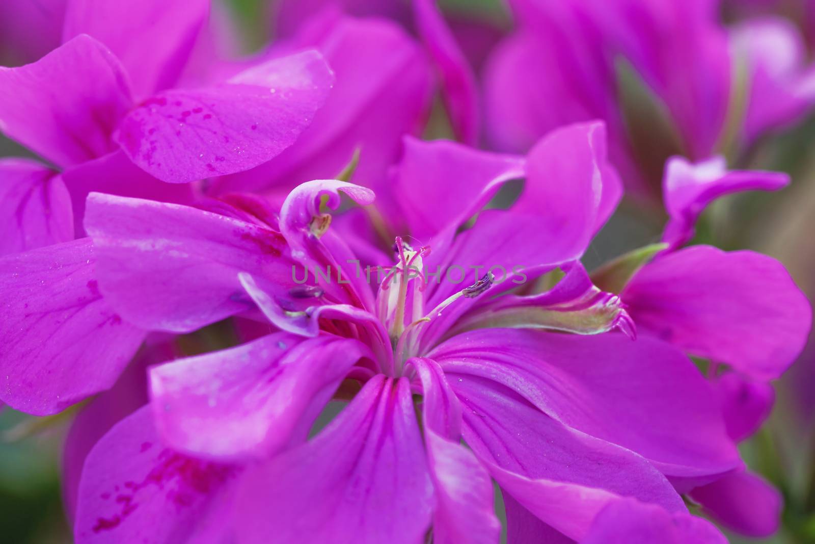 Pink geranium in strict close up, shallow depth of field