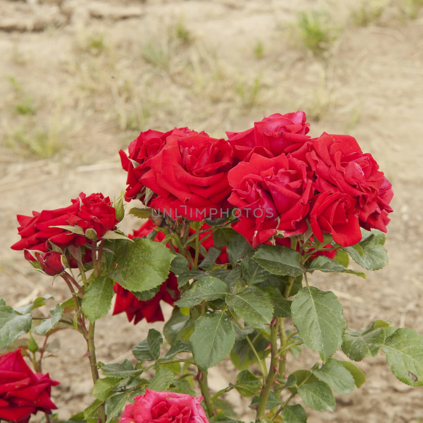 Red roses coming out from a field