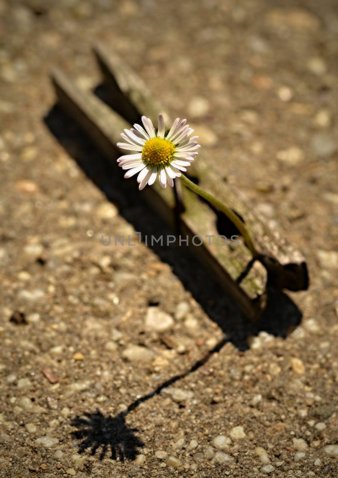 white daisy background trapped in for linen pegs