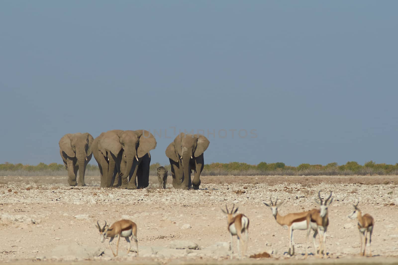 Group of African Elephants (Loxodonta africana) walking quickly and in a tight group as they head for a waterhole in Etosha National Park, Namibia