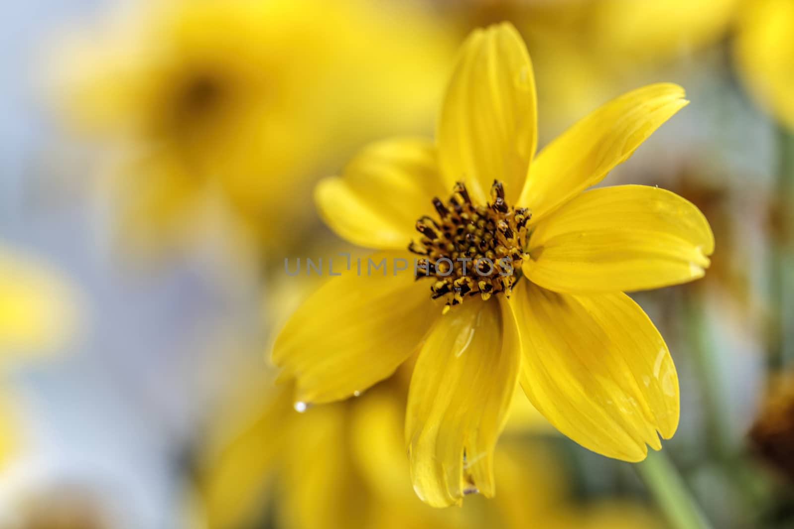 Delicate yellow petals of a Bidy Gonzales flower. 