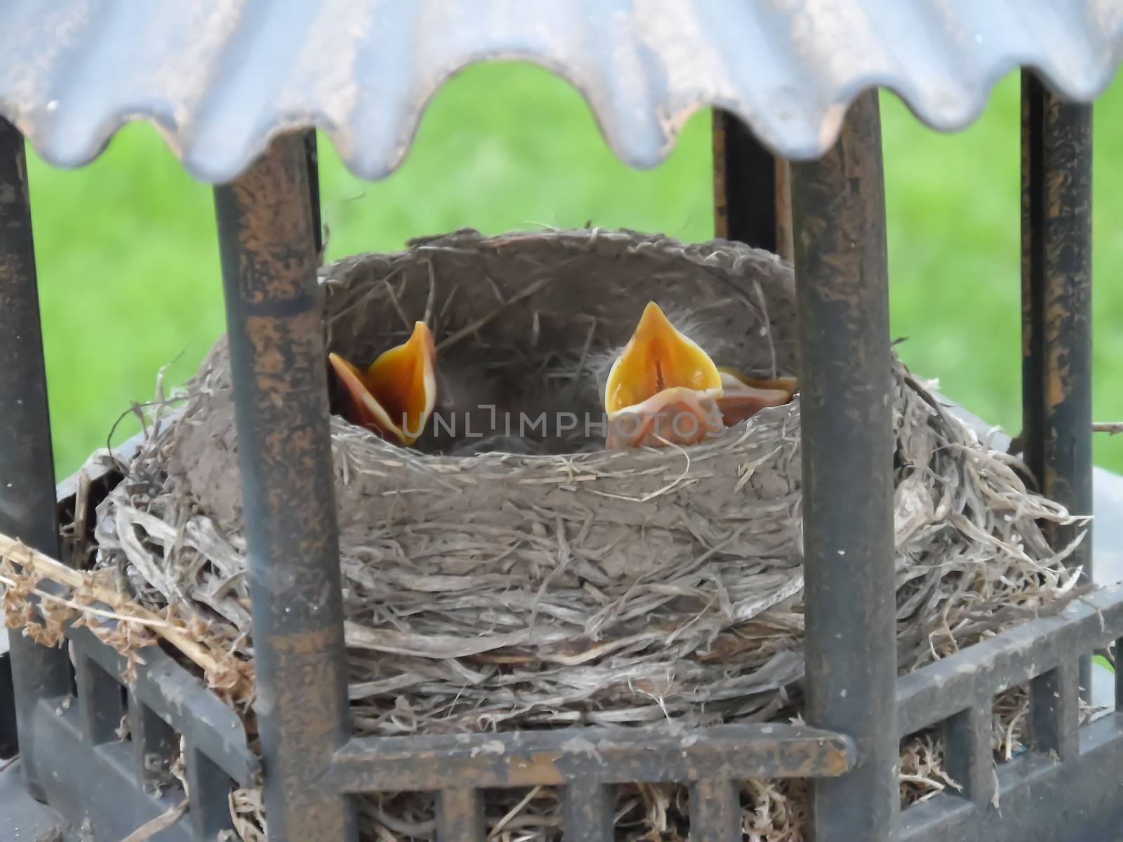Baby Robins In Nest by MrAlanC