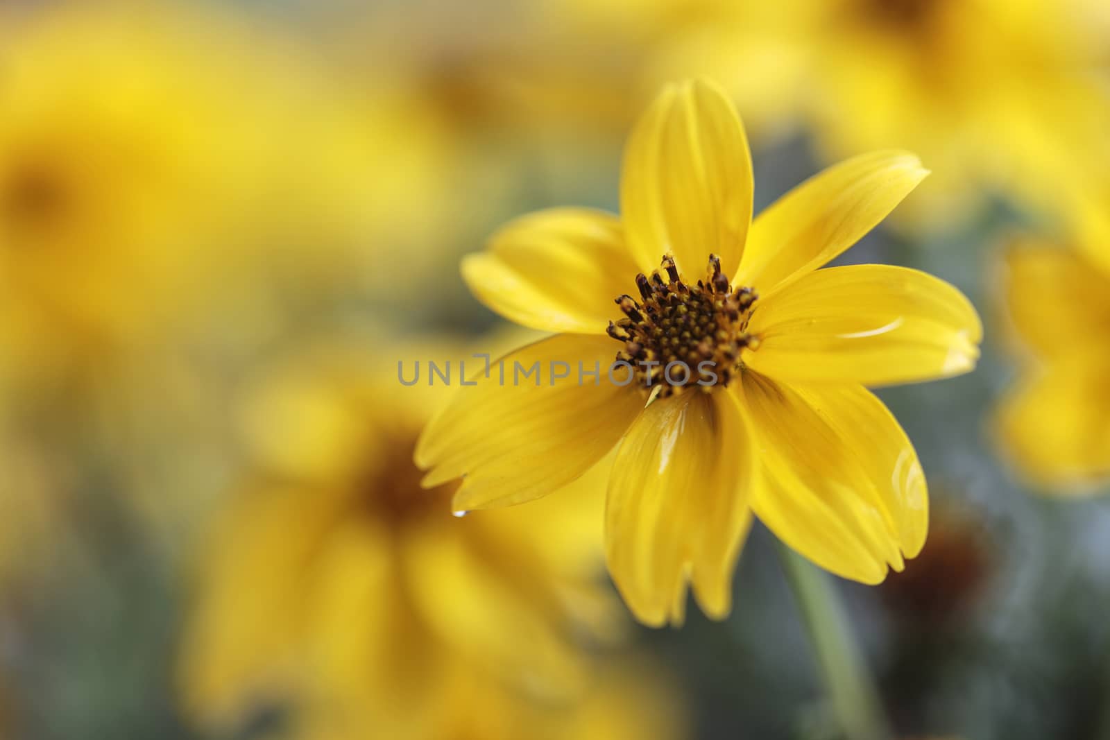 A single yellow petaled flower stands out from the bunch. 