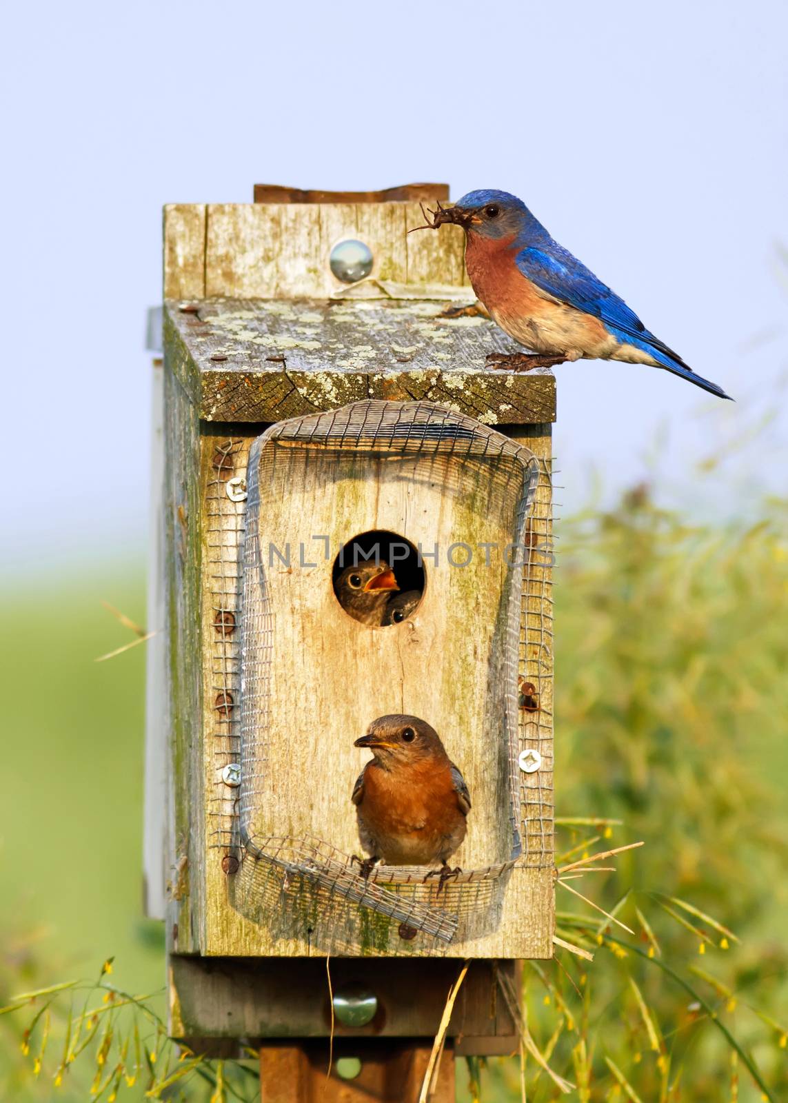 Eastern Bluebirds feeding their babies on a bright spring day