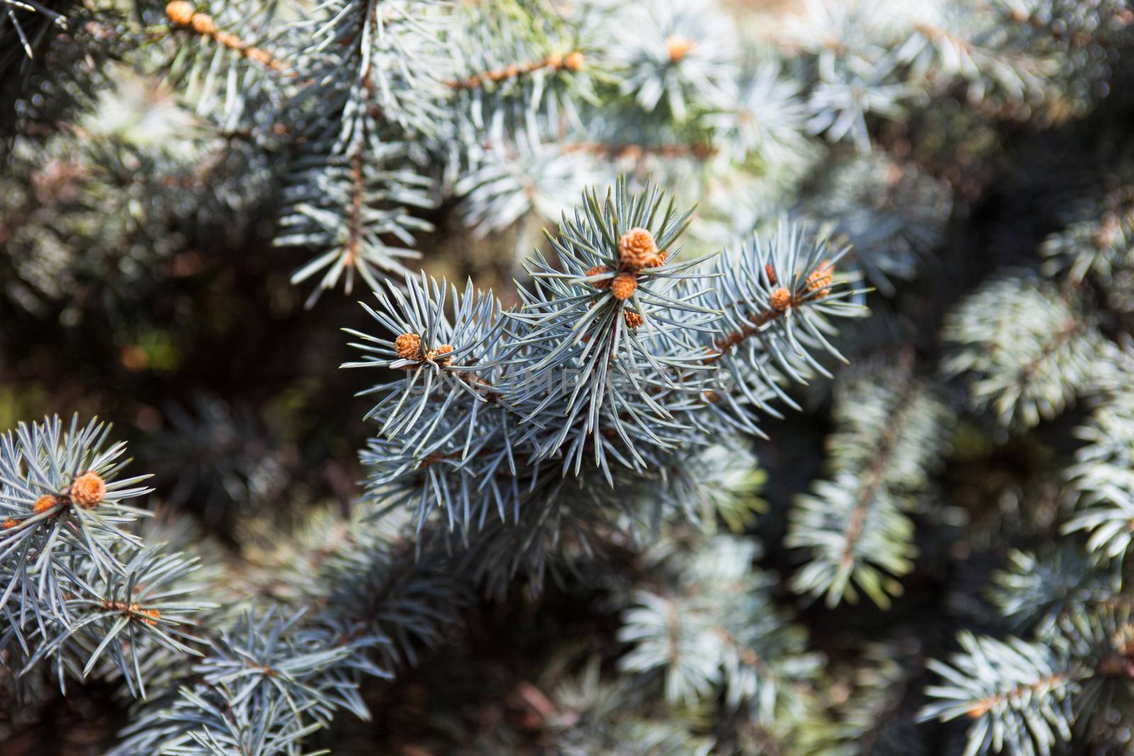 Evergreen branches of the Colorado blue spruce.