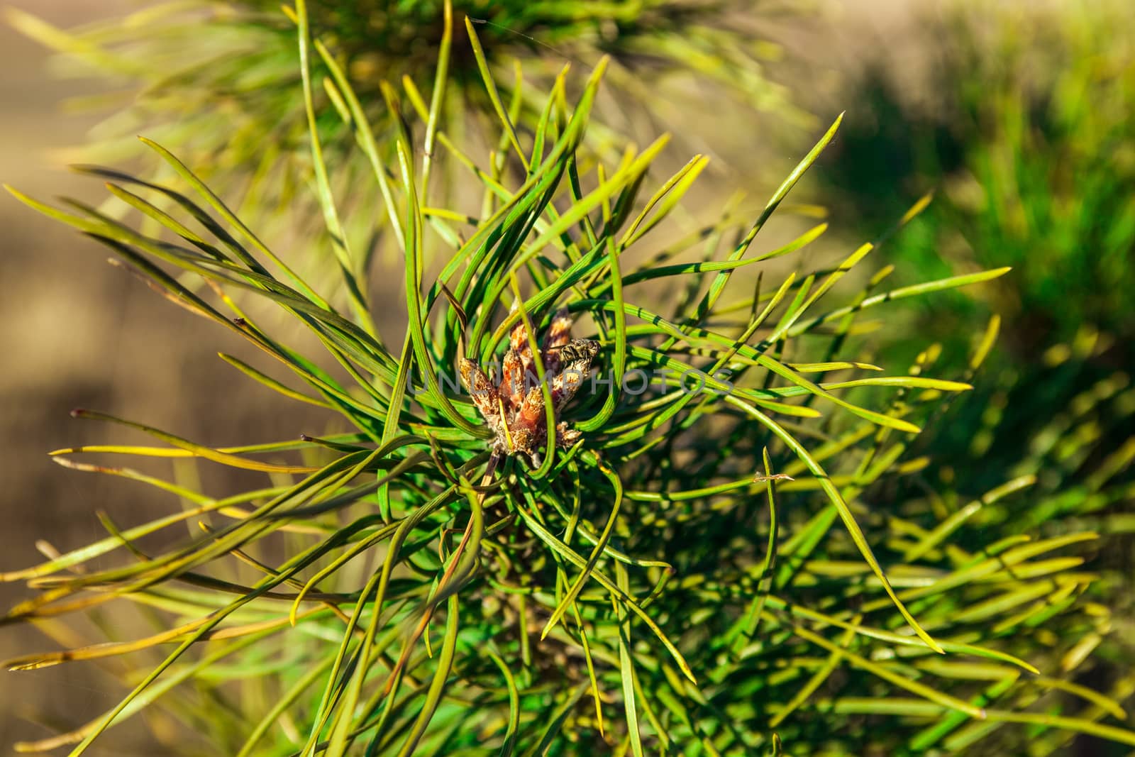 Closeup of the pine buds and needles.